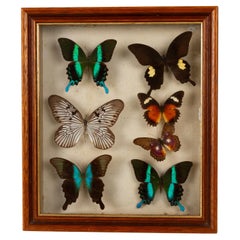 Vintage East Indonesian Rare Exotic Butterflies Taxidermy Display Celebes Islands 