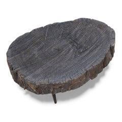 Ebonised Elm Tree Trunk Coffee Table, Shandong, China, Early 20th Century