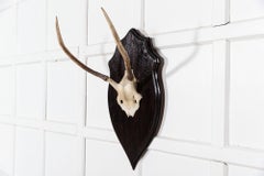 Ebonised Oak Shield Mounted Antlers