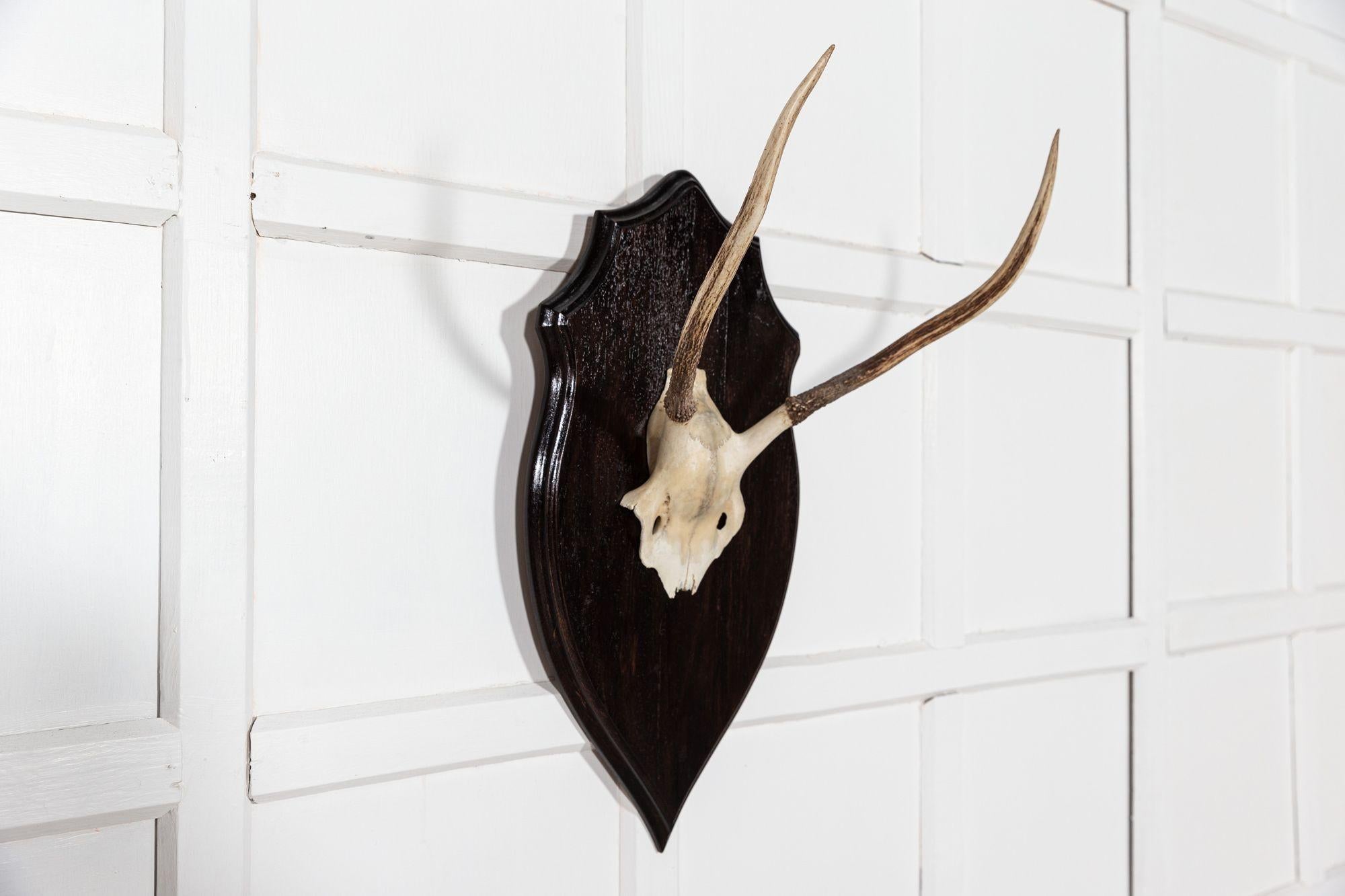 Ebonised Oak Shield Mounted Antlers In Good Condition For Sale In Staffordshire, GB