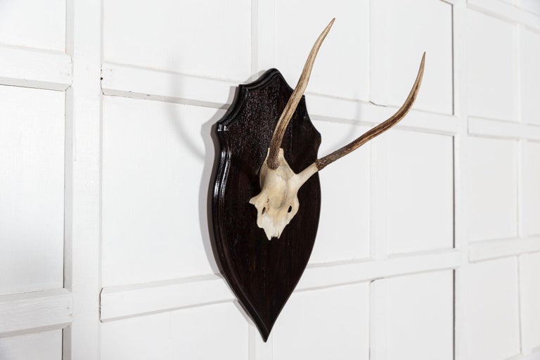Ebonised Oak Shield Mounted Antlers For Sale at 1stDibs