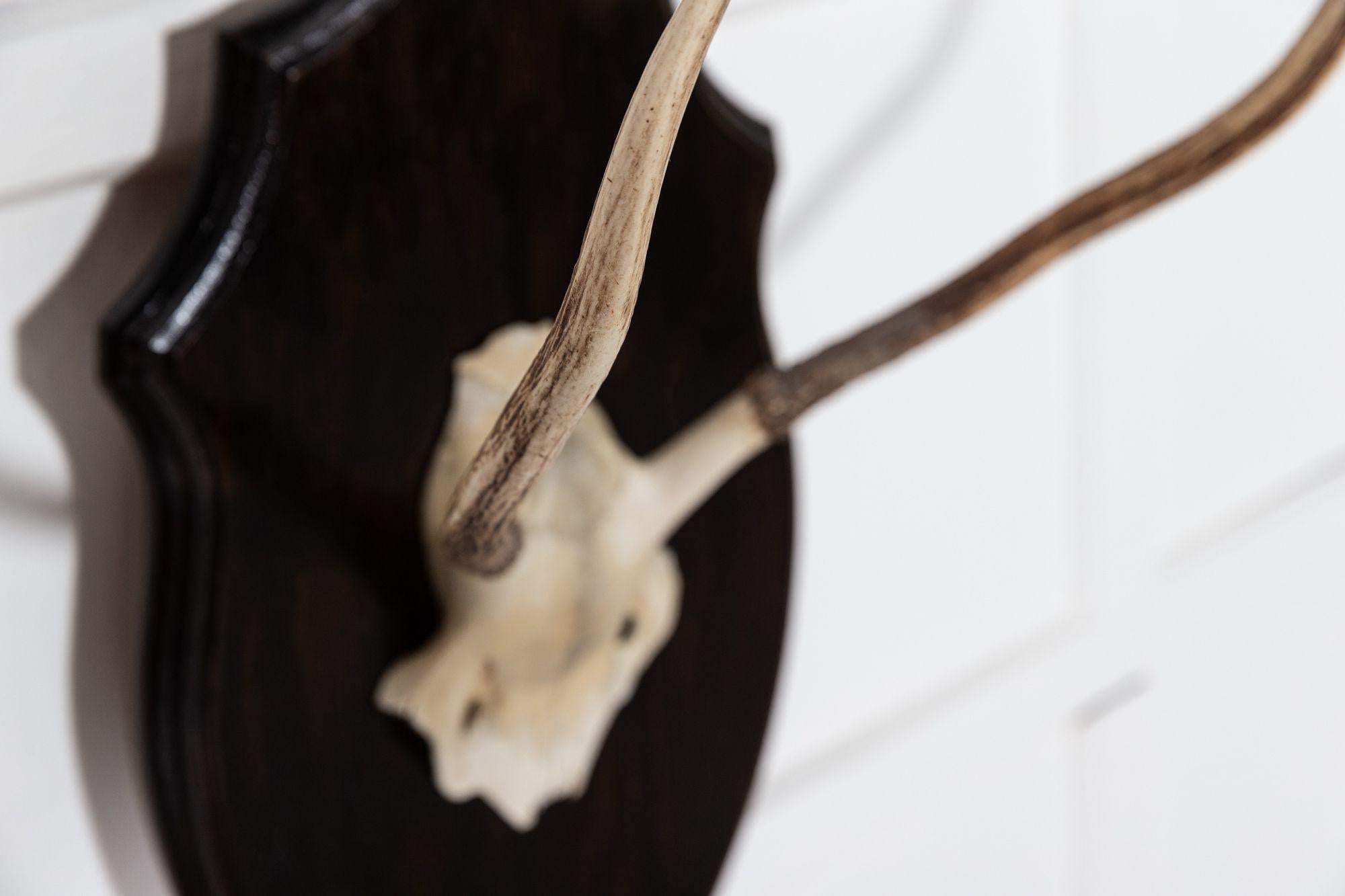 20th Century Ebonised Oak Shield Mounted Antlers For Sale