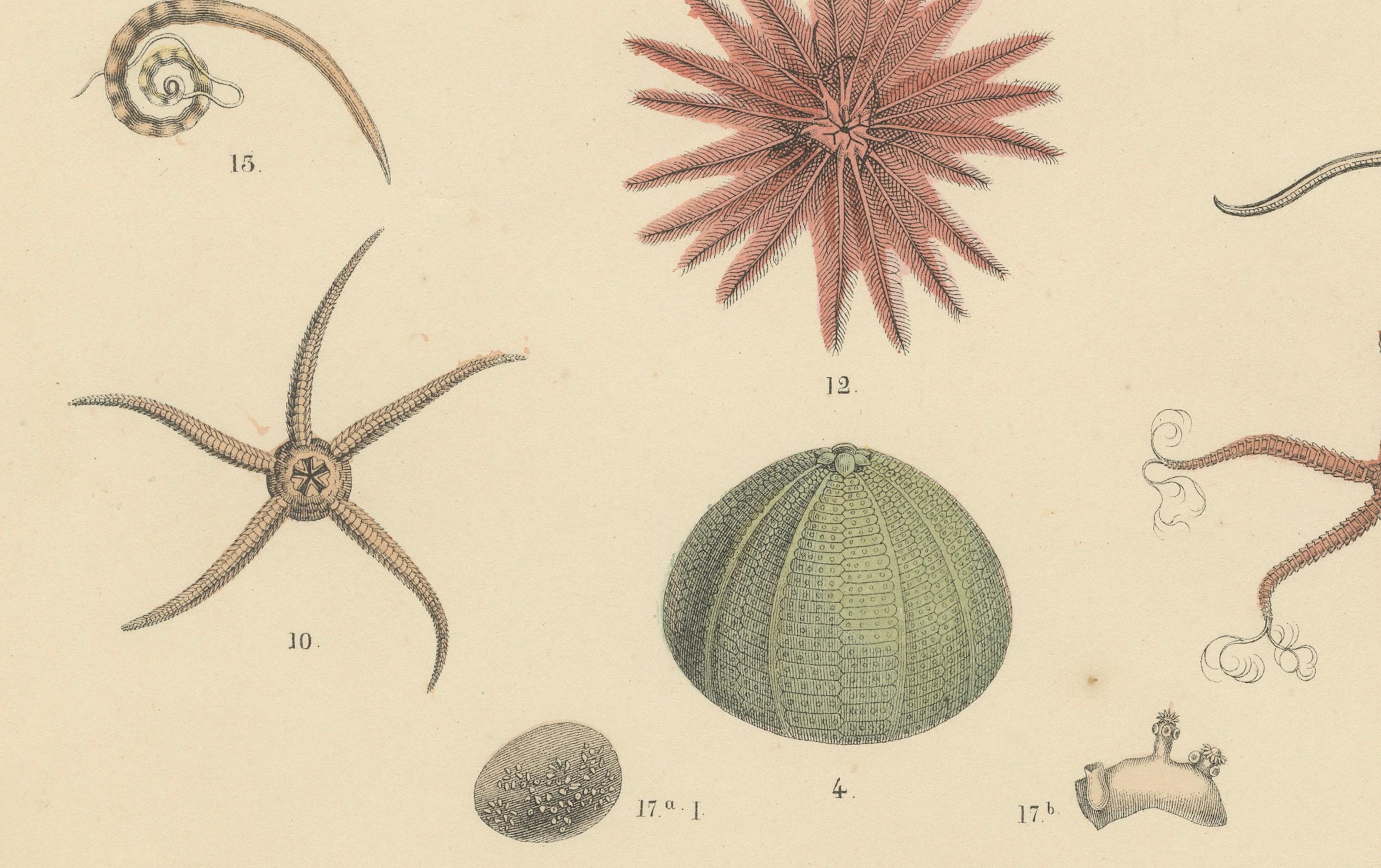 Echinoderms Print: Starfish, Sea Urchins, Brittle Stars, Sea Cucumbers – Antique 1867

This captivating antique print depicts a variety of echinoderms, including starfish, sea urchins, brittle stars, sea cucumbers, and crinoids, rendered in fine