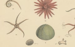 Echinoderms Print: Starfish, Sea Urchins, Brittle Stars, Sea Cucumbers – 1867