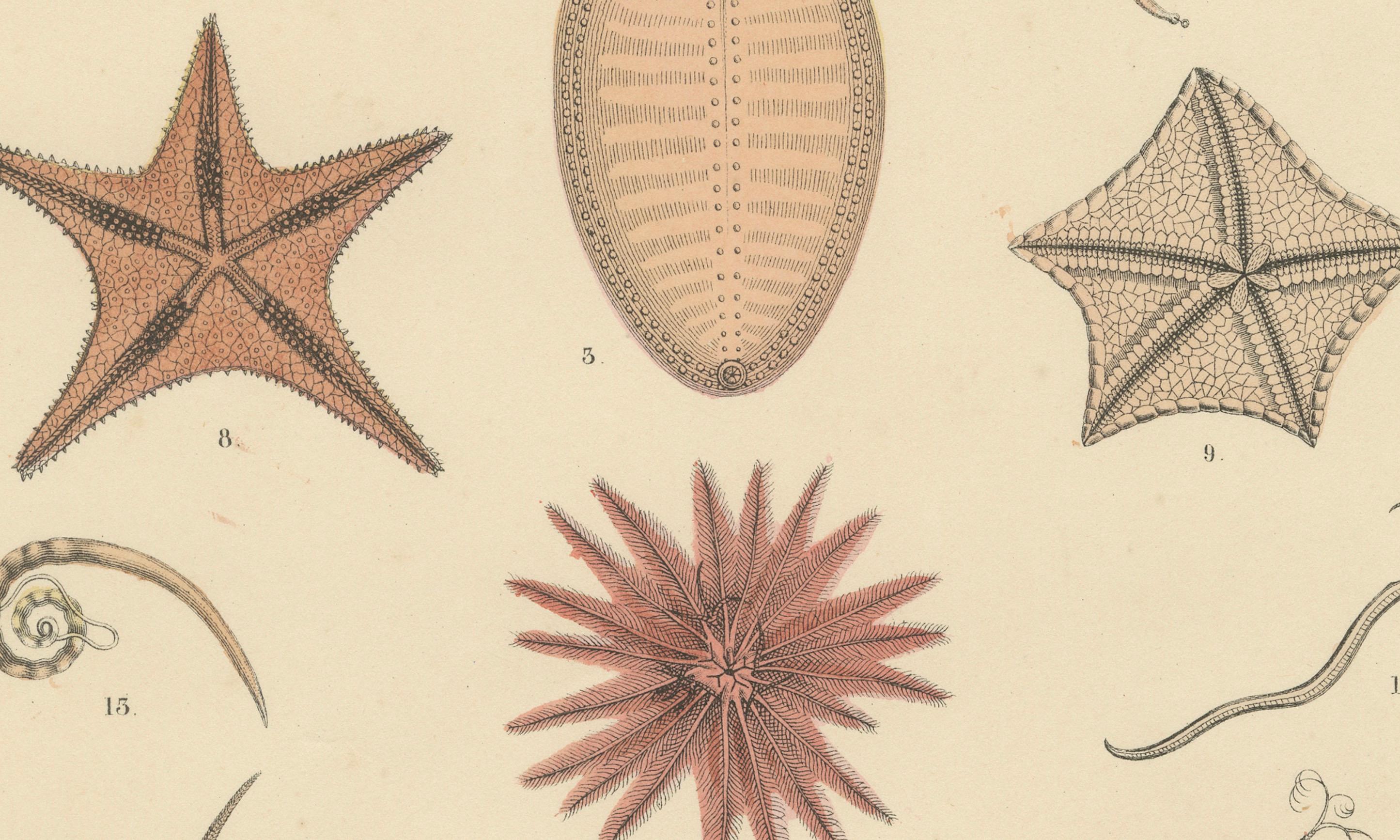German Echinoderms Print: Starfish, Sea Urchins, Brittle Stars, Sea Cucumbers – 1867 For Sale