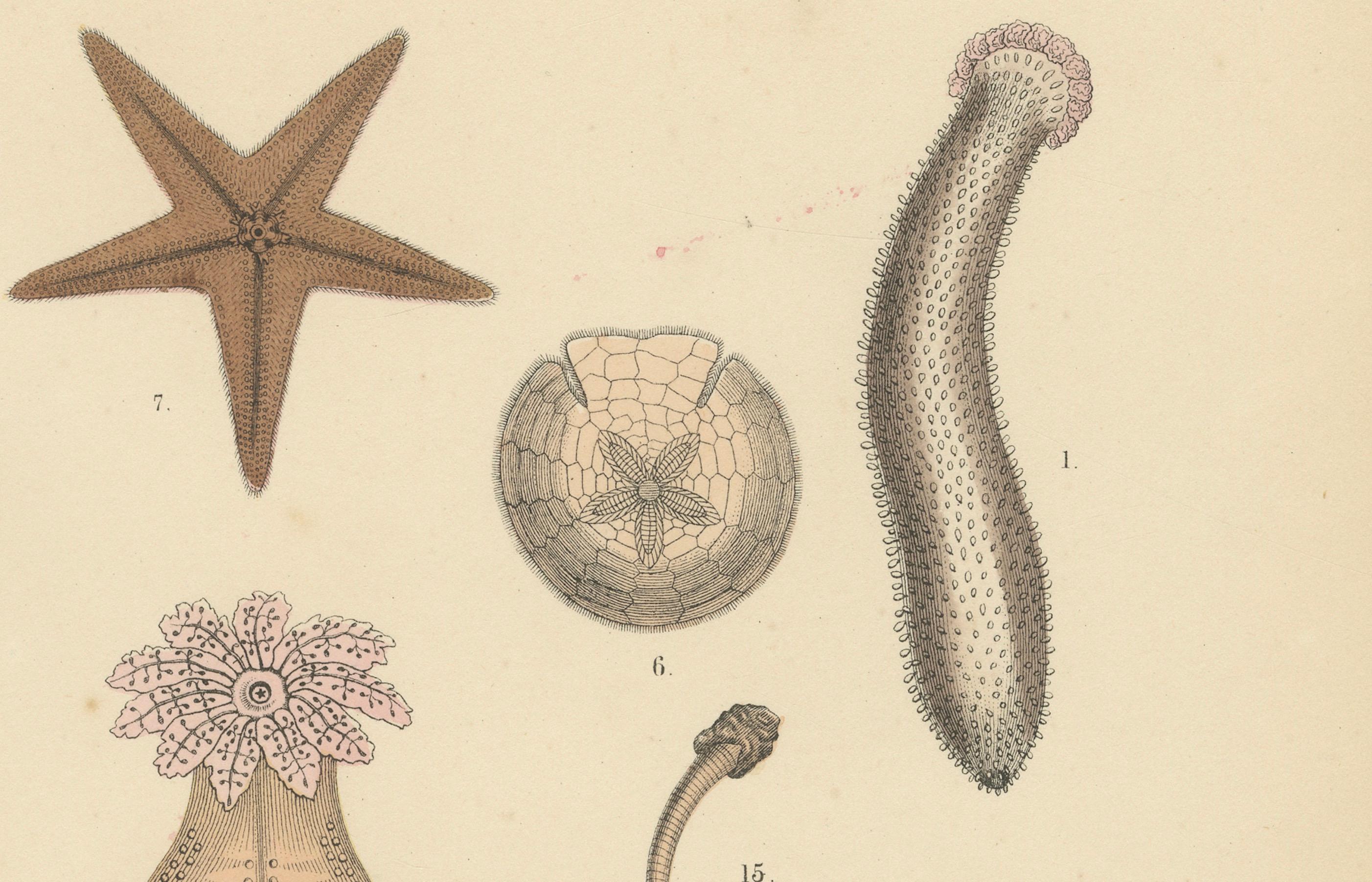 Echinoderms Print: Starfish, Sea Urchins, Brittle Stars, Sea Cucumbers – 1867 In Good Condition For Sale In Langweer, NL