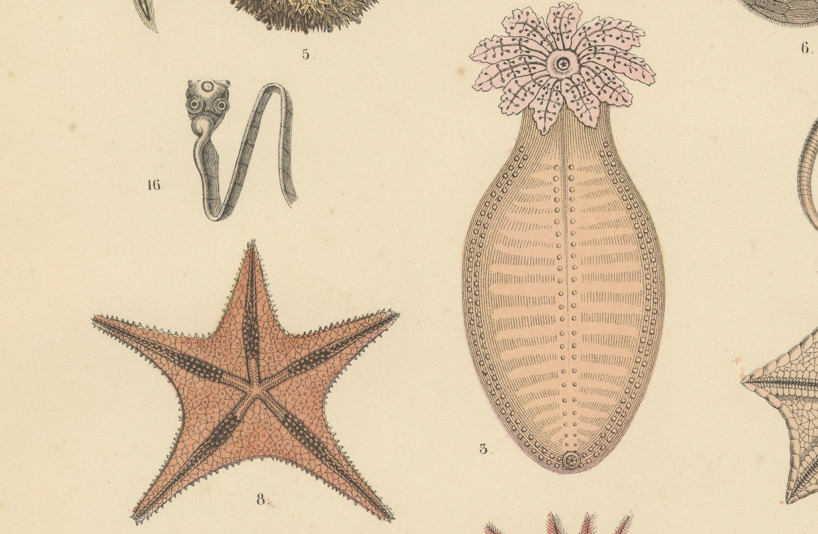 Mid-19th Century Echinoderms Print: Starfish, Sea Urchins, Brittle Stars, Sea Cucumbers – 1867 For Sale