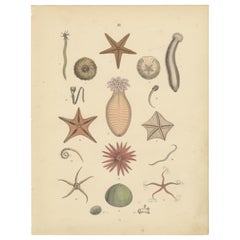 Echinoderms Print: Starfish, Sea Urchins, Brittle Stars, Sea Cucumbers – 1867