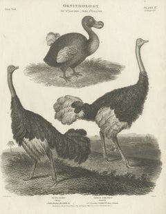 Echoes of Avian Majesty: The Dodo and Ostrich of the Early 19th Century, 1805