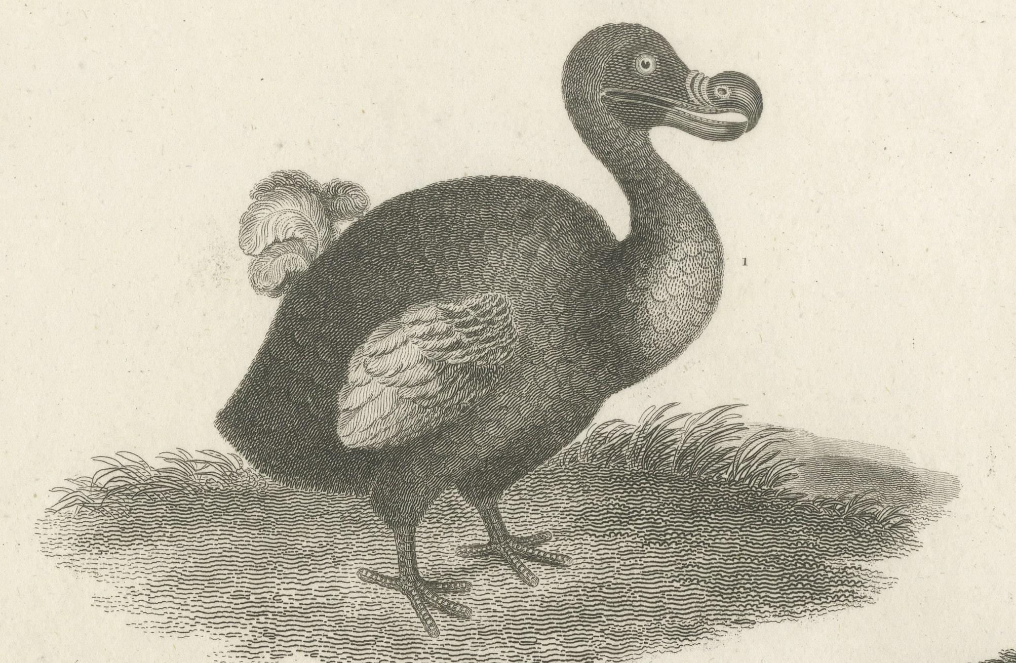 emu i dodo