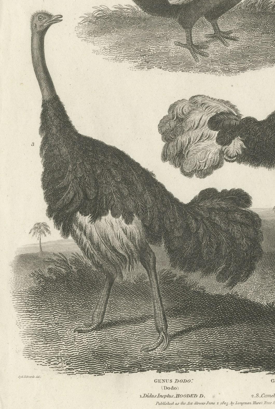 Engraved Echoes of Avian Majesty: The Dodo and Ostrich of the Early 19th Century, 1805