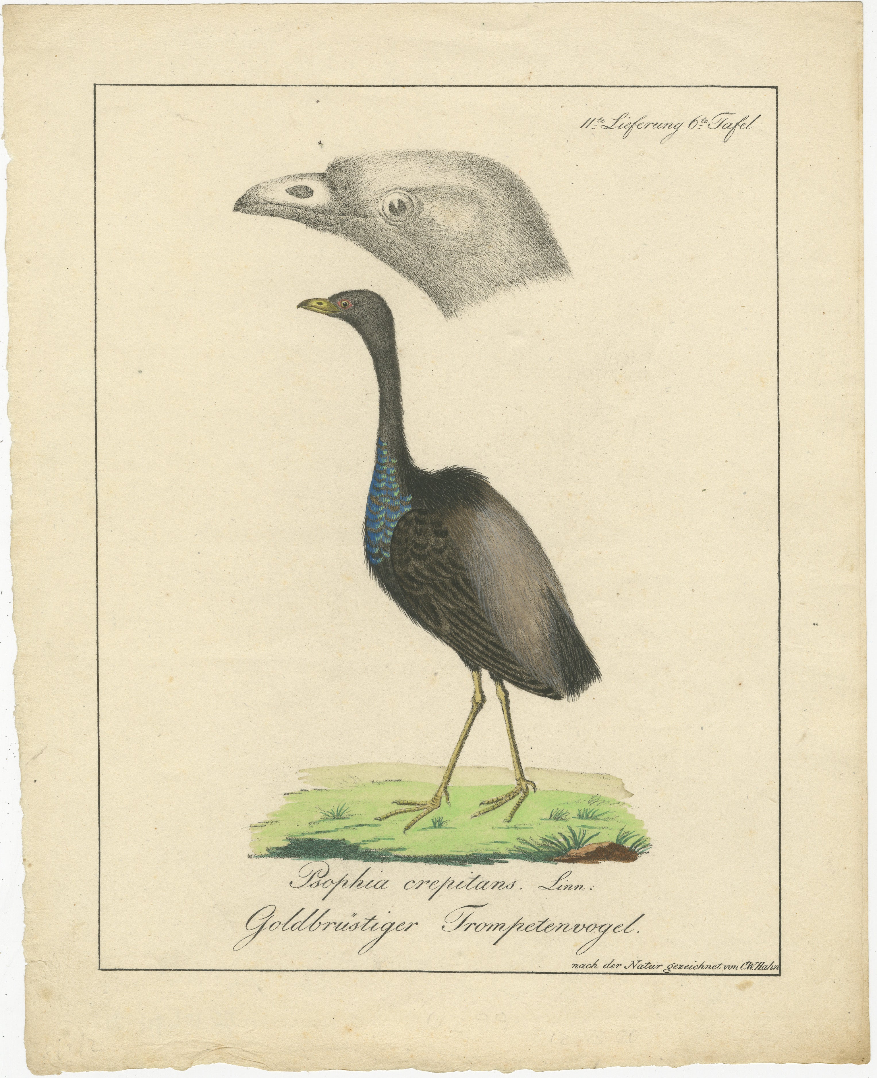 Cette estampe est une lithographie ancienne en couleurs de Carl Wilhelm Hahn datant d'environ 1820. Elle est répertoriée dans le catalogue bibliographique des livres de zoologie de Nissen, qui est référencé comme 