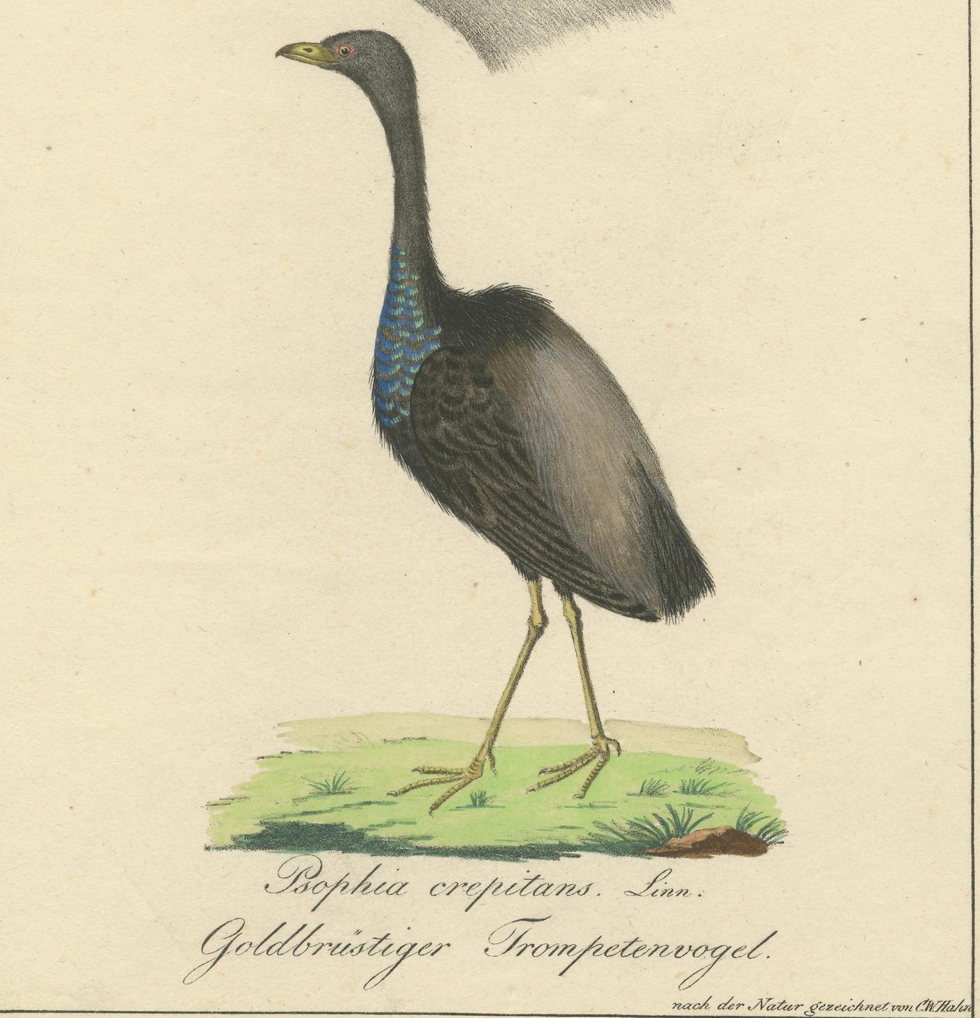 Echo de l'Amazonie : The Gold-Breasted Melody, vers 1820 Bon état - En vente à Langweer, NL