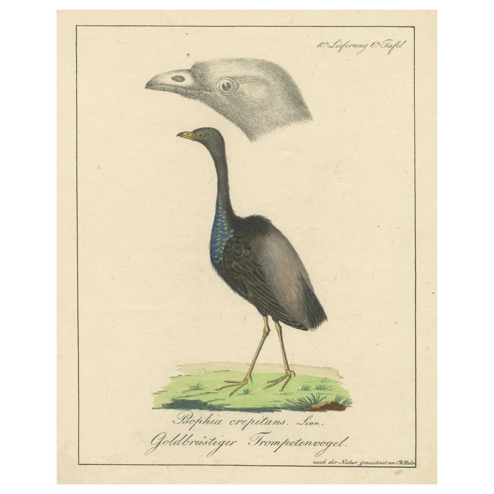 Echo de l'Amazonie : The Gold-Breasted Melody, vers 1820 en vente