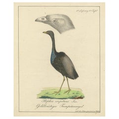 Echo de l'Amazonie : The Gold-Breasted Melody, vers 1820
