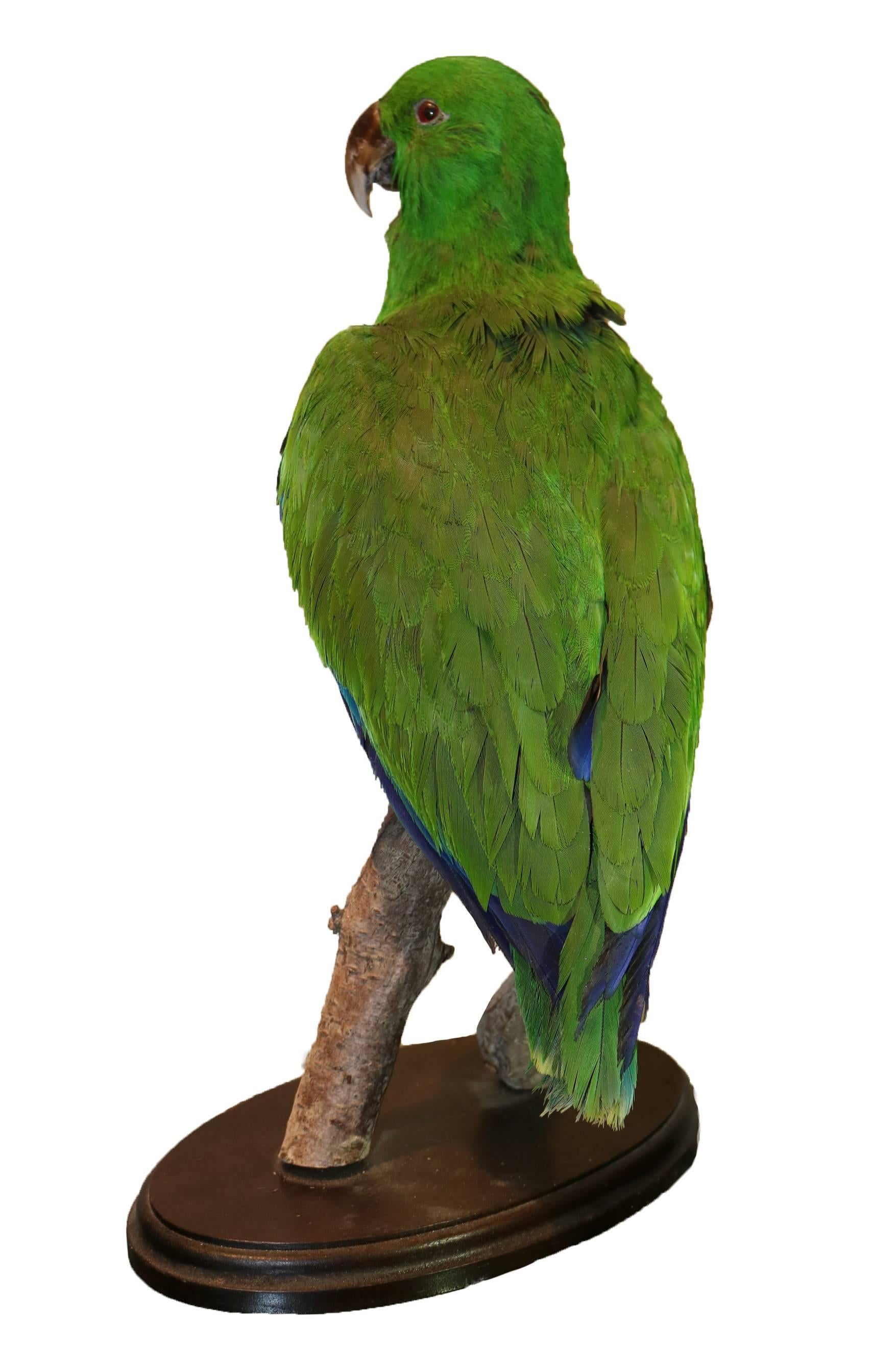 A taxidermy Eclectus parrot mounted on a naturalistic stand and raised on an oval base.