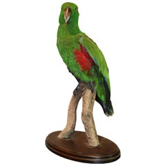 Eclectus Parrot