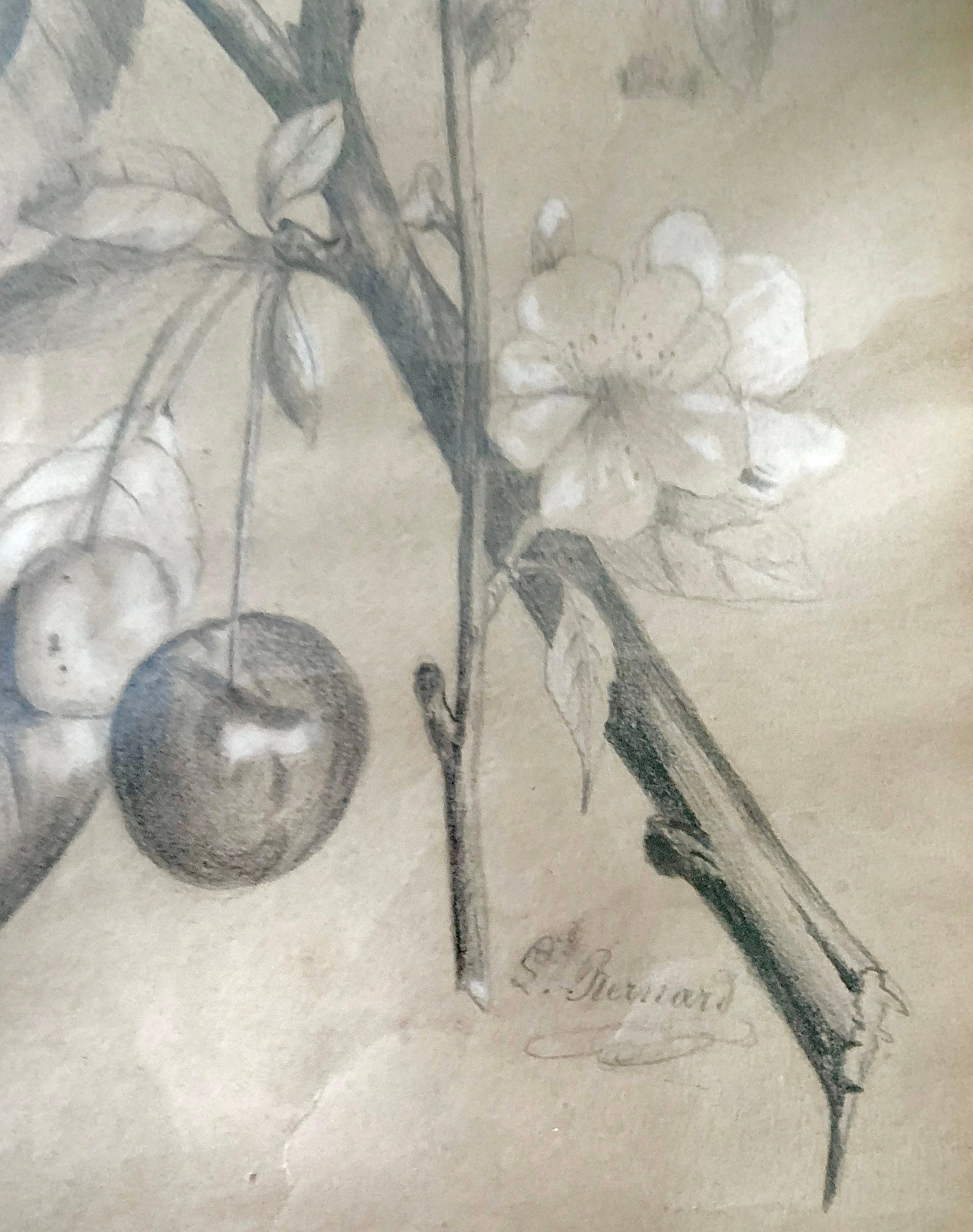 École Française « Cherry Botanic Drawing », Early 20th Century In Good Condition For Sale In Beuzevillette, FR