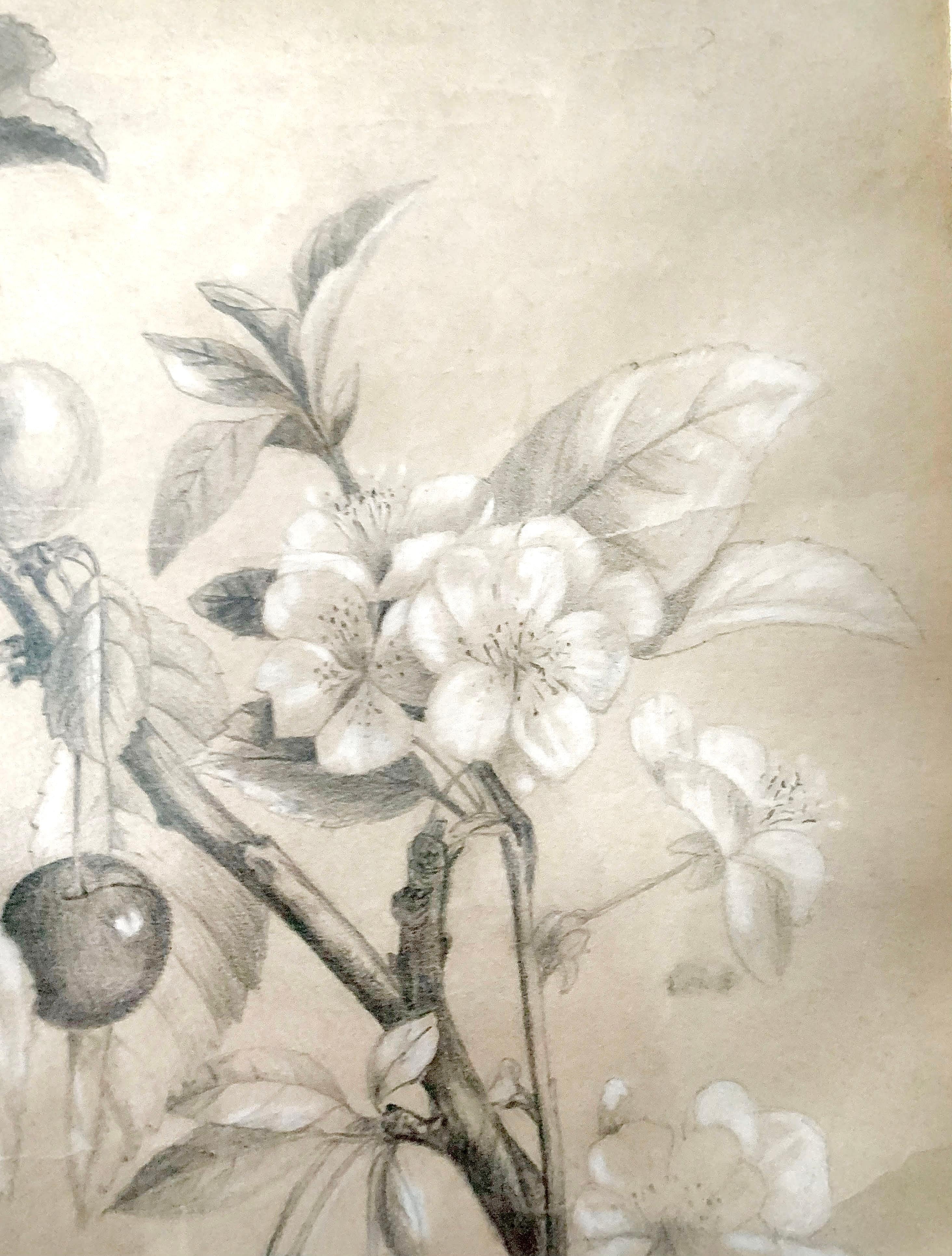 Paper École Française « Cherry Botanic Drawing », Early 20th Century For Sale