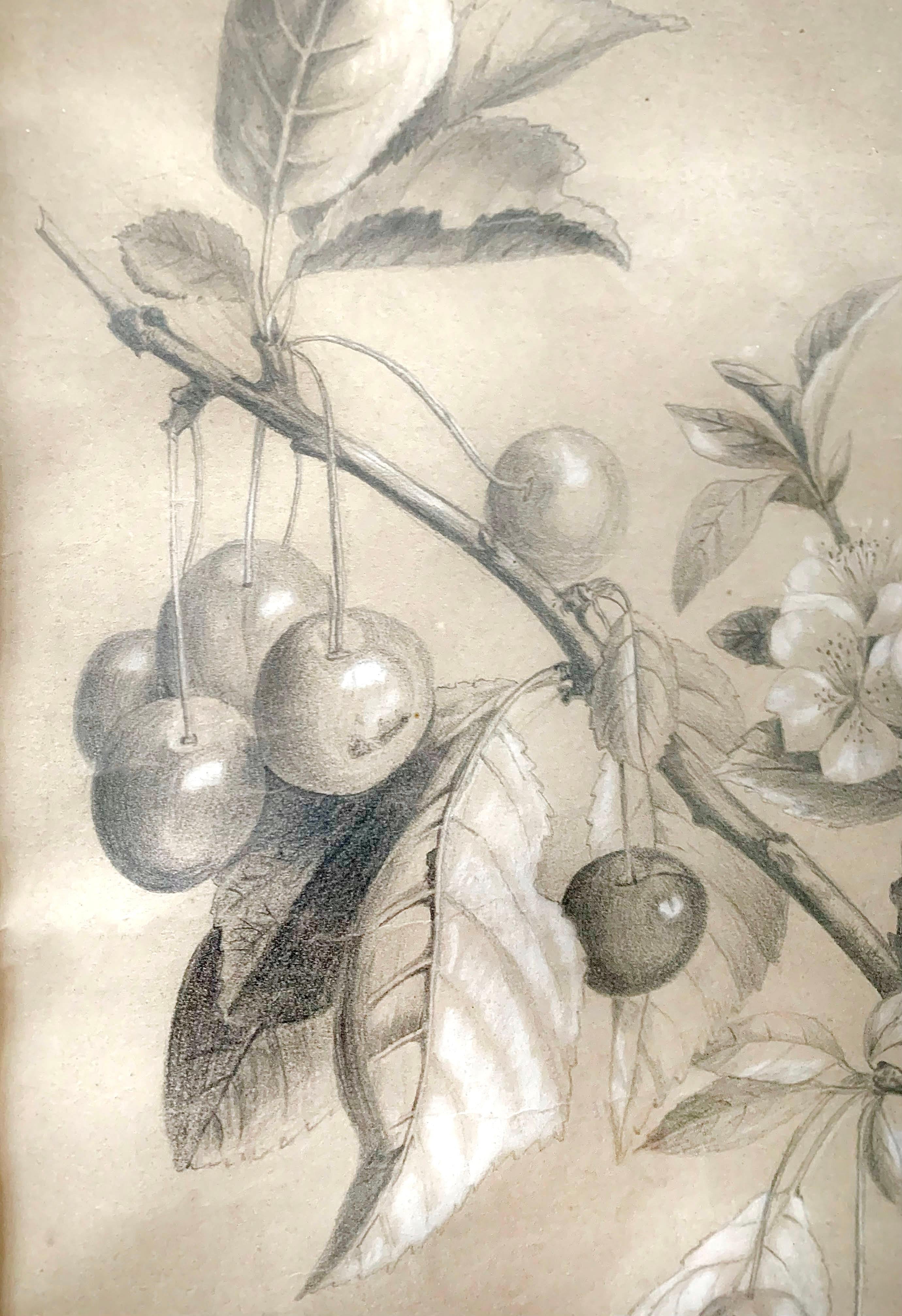 École Française « Cherry Botanic Drawing », Early 20th Century For Sale 1