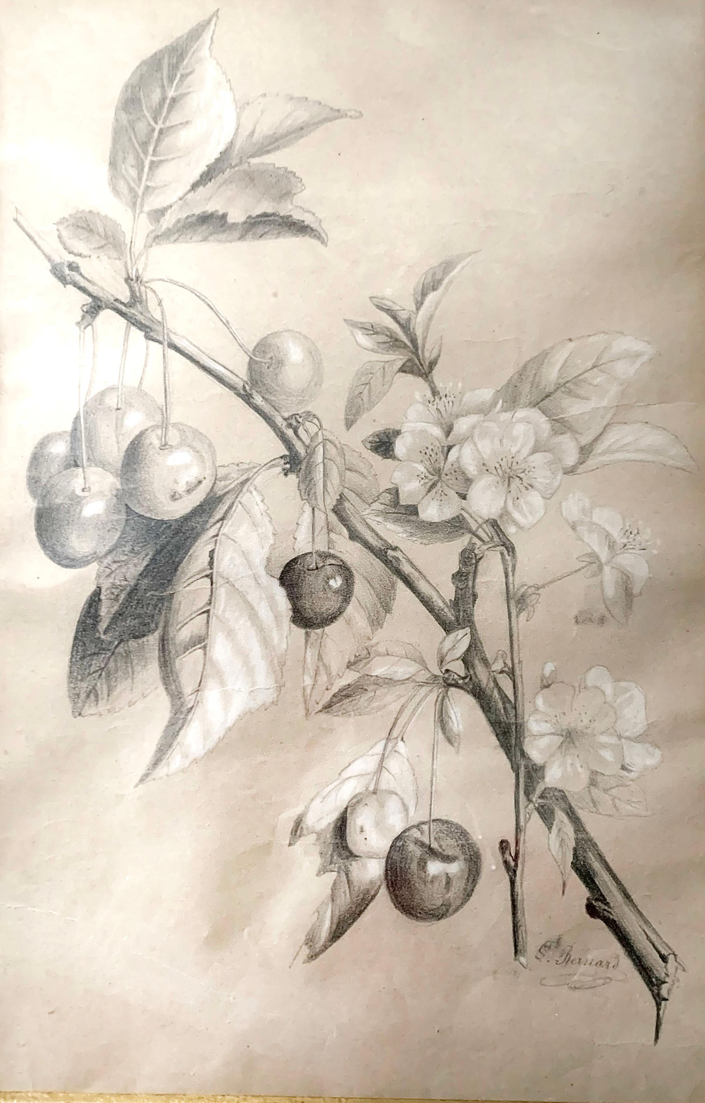 École Française « Cherry Botanic Drawing », Early 20th Century For Sale 2