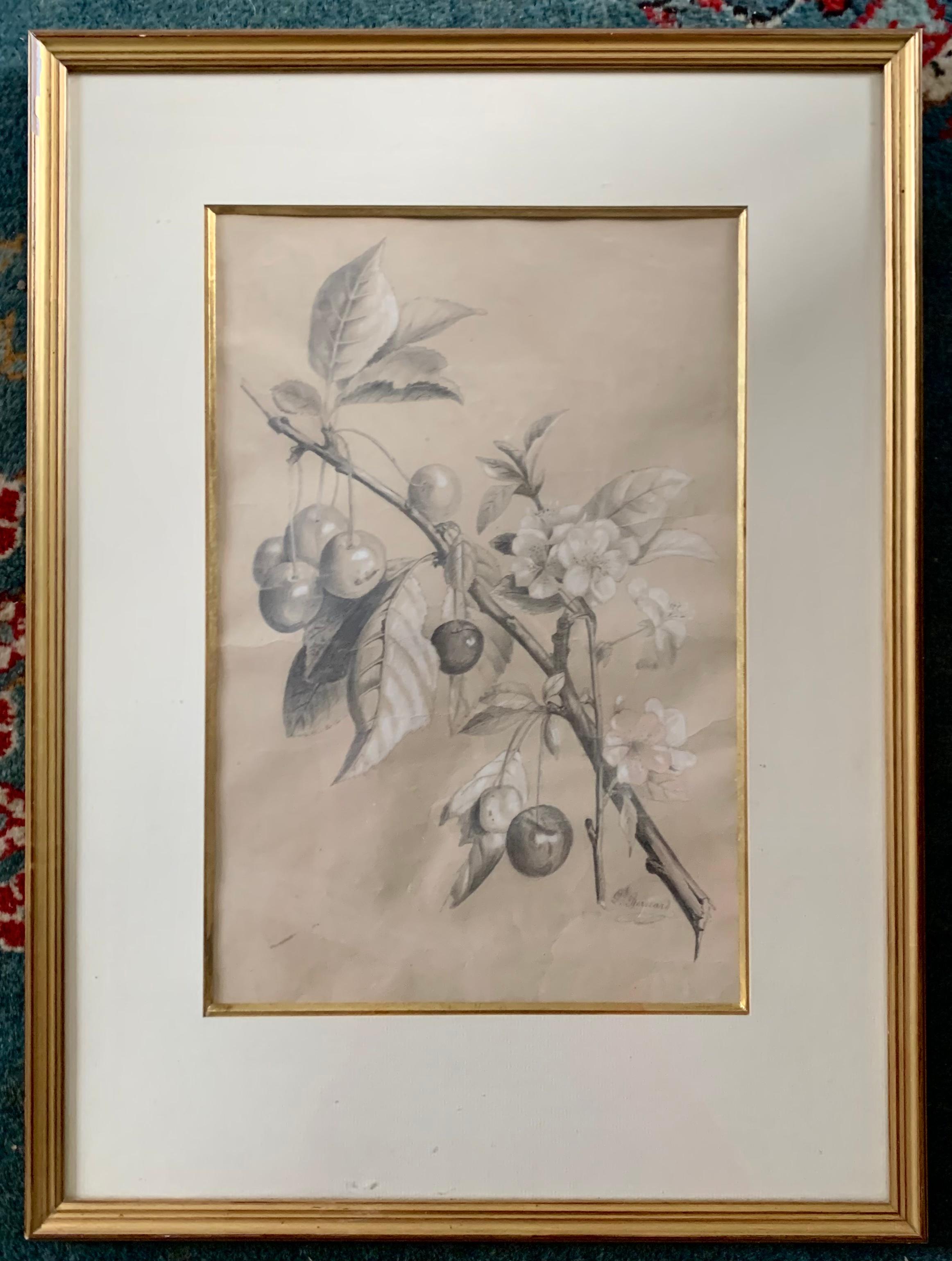 École Française « Cherry Botanic Drawing », Early 20th Century For Sale 4