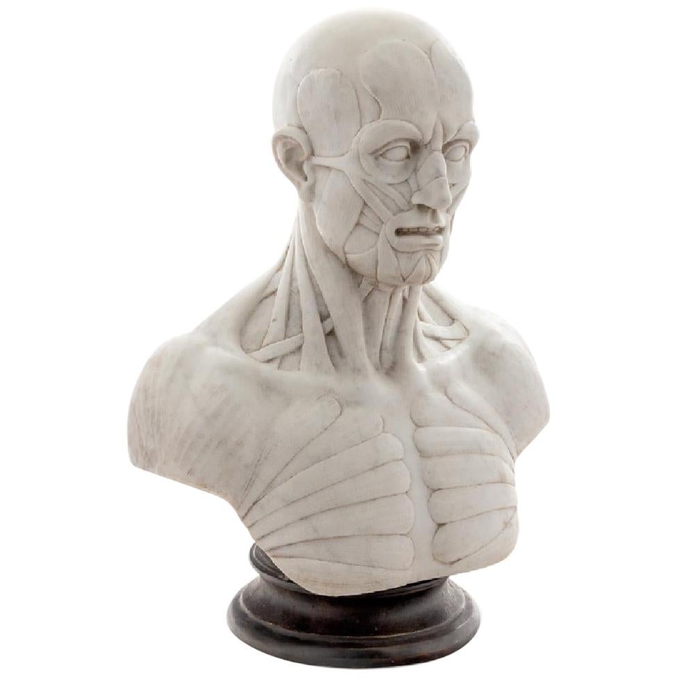 Ecorche Marble Bust of a Man For Sale