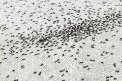 Ed Ruscha, Insect Slant (Ants) - Lithograph and Screenprint, 1973, Signed Print