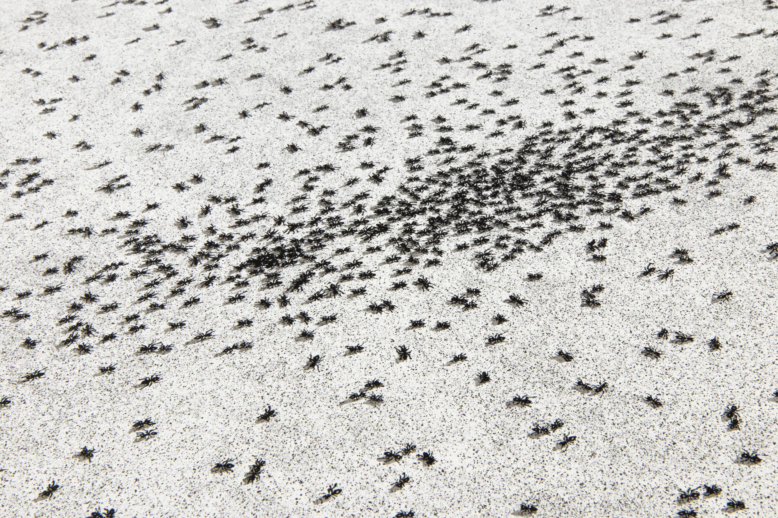 Ed Ruscha, Insecto oblicuo (Hormigas) - Litografía y serigrafía, 1973, Impresión firmada 2