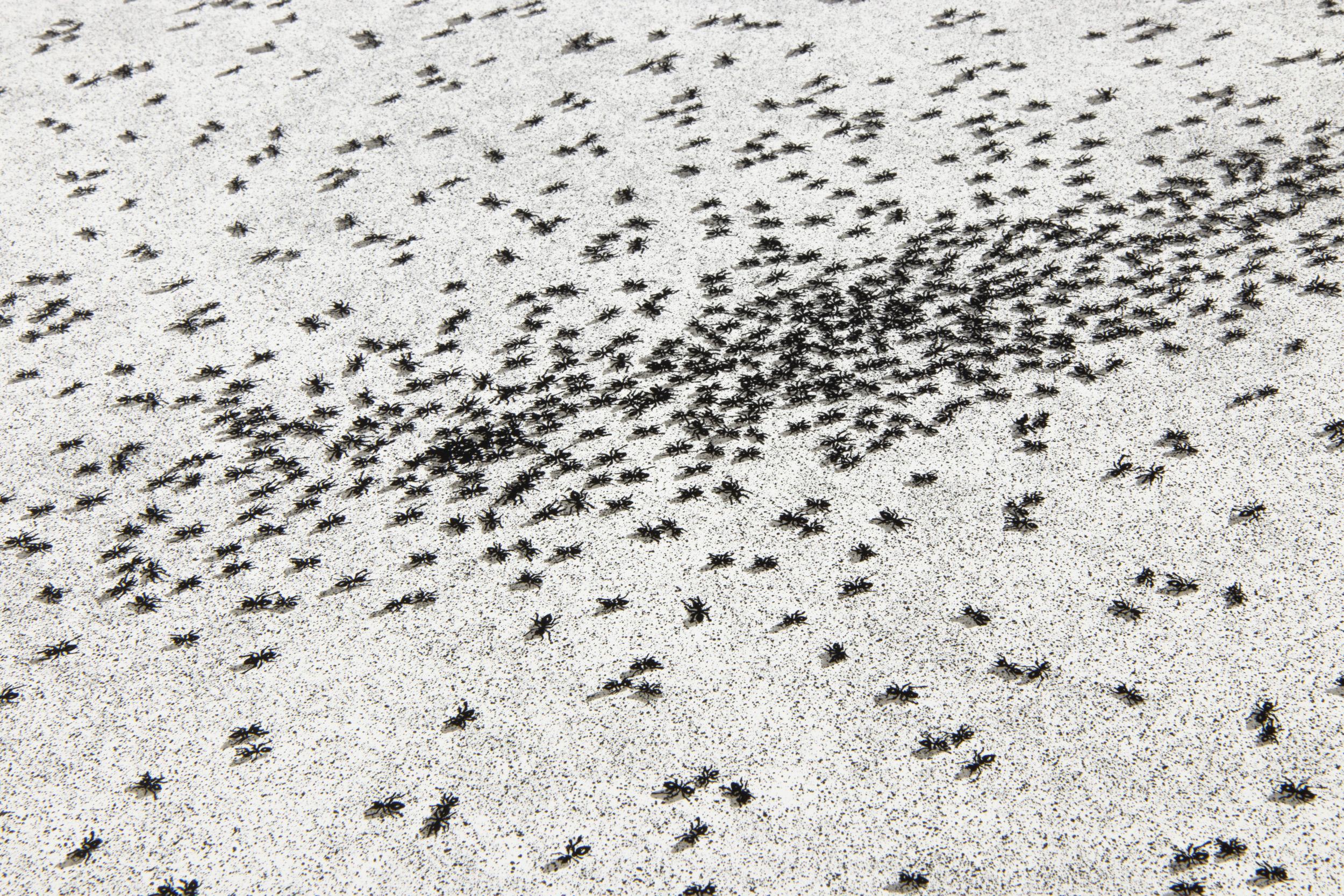 Ed Ruscha, Insect Slant (Ants) - Lithographie et sérigraphie, 1973, impression signée 2