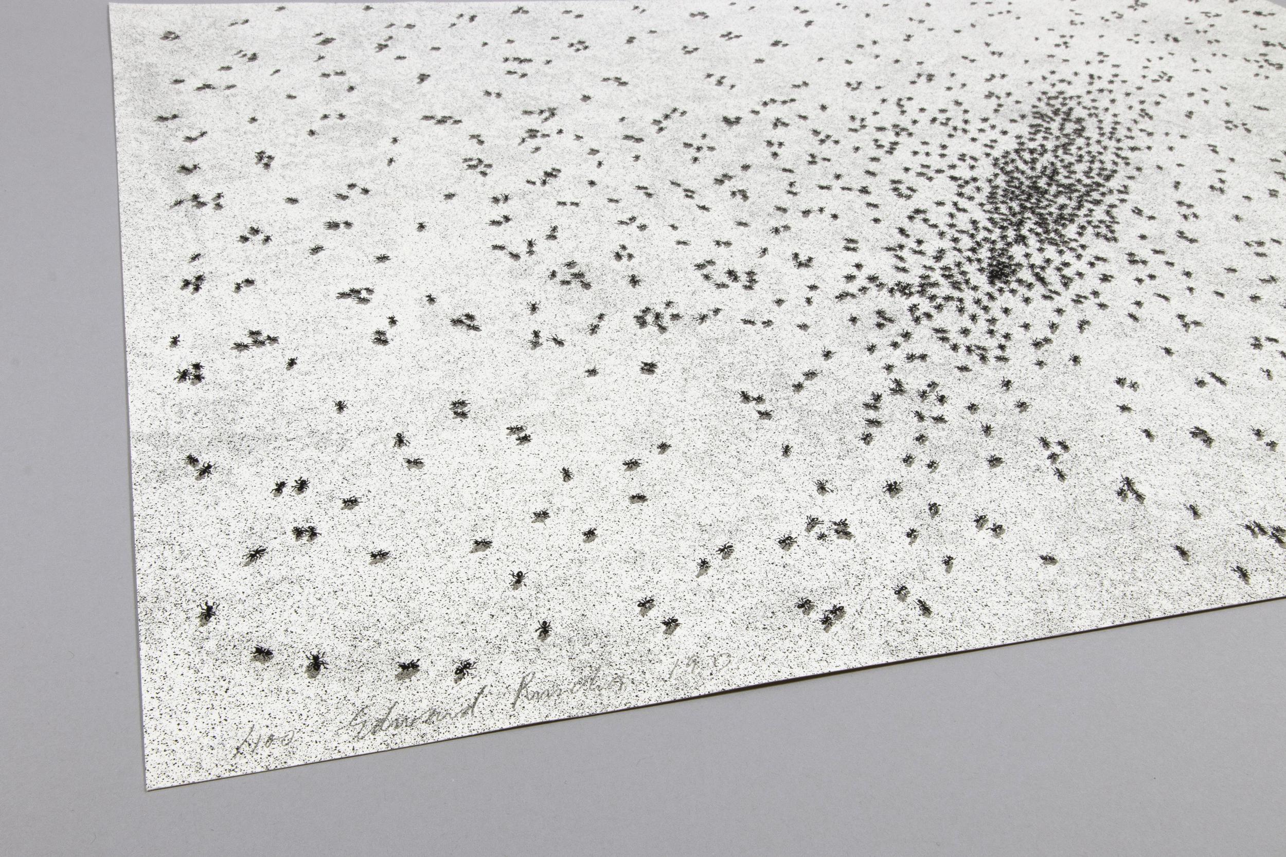 Ed Ruscha, Insect Slant (Ants) - Lithograph and Screenprint, 1973, Signed Print im Angebot 2
