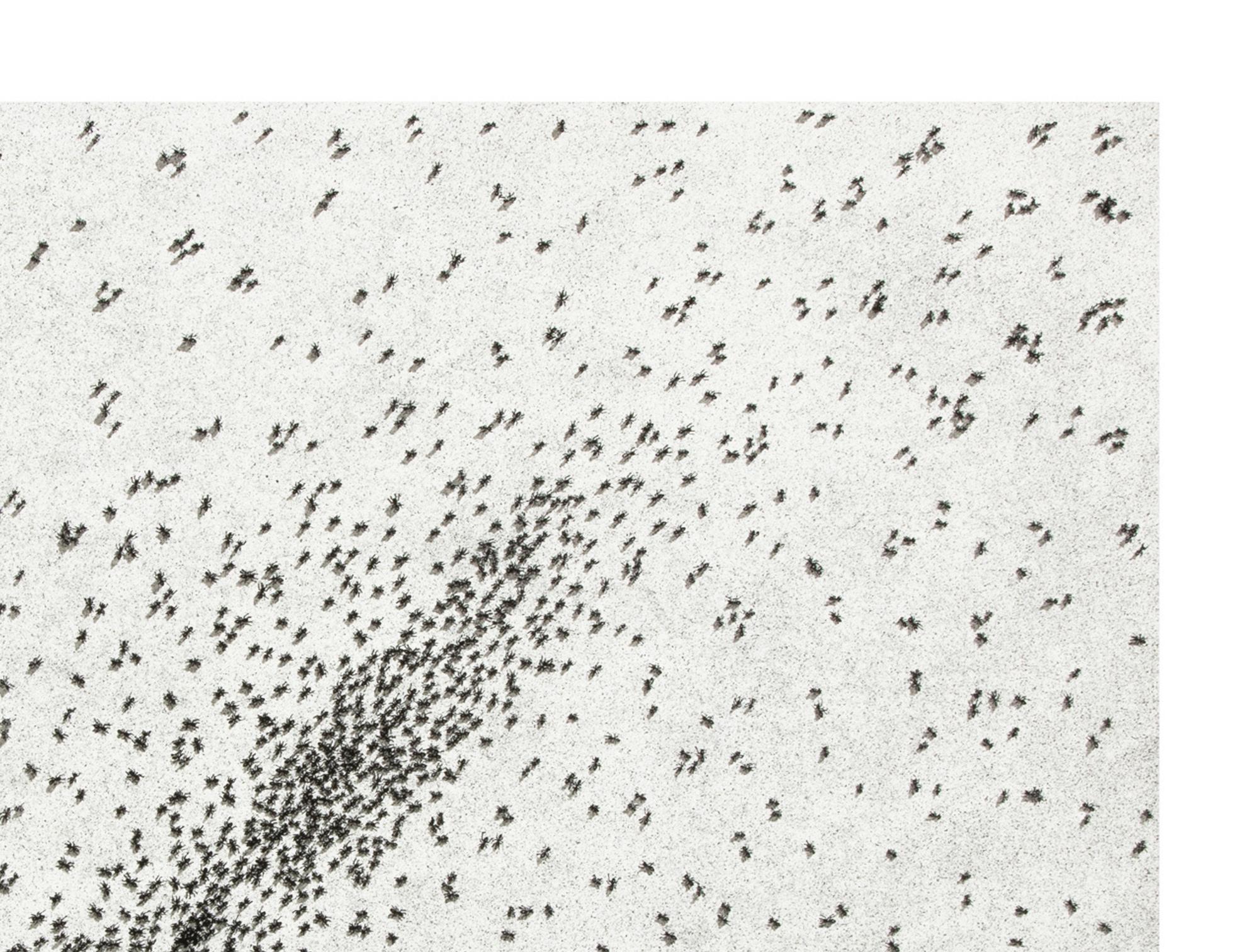 Ed Ruscha, Insect Slant (Ants) - Lithograph and Screenprint, 1973, Signed Print 5