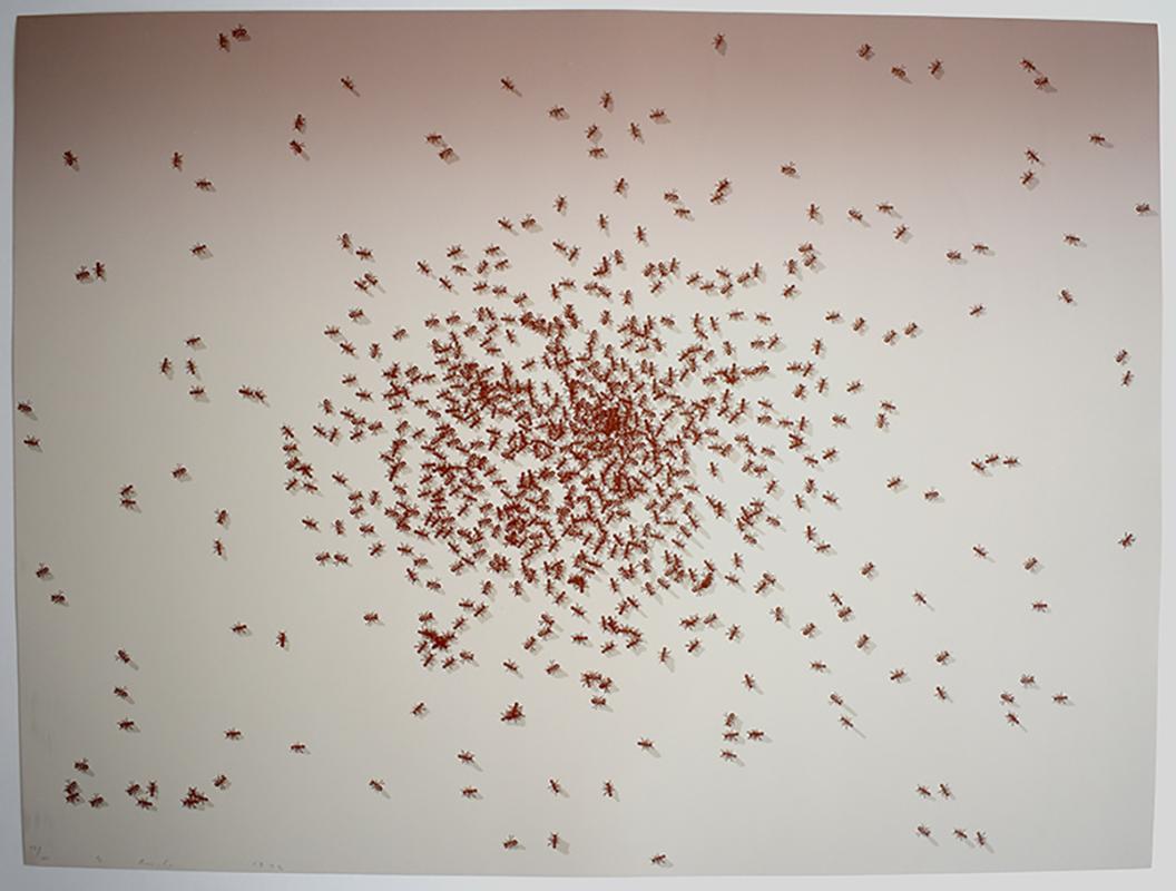 squelettes de fourmis rouges, de : Insects - Print de Ed Ruscha