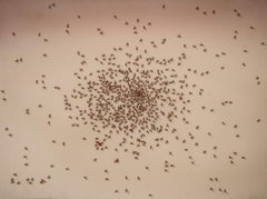 Swarm of Red Ants (Insect Portfolio)