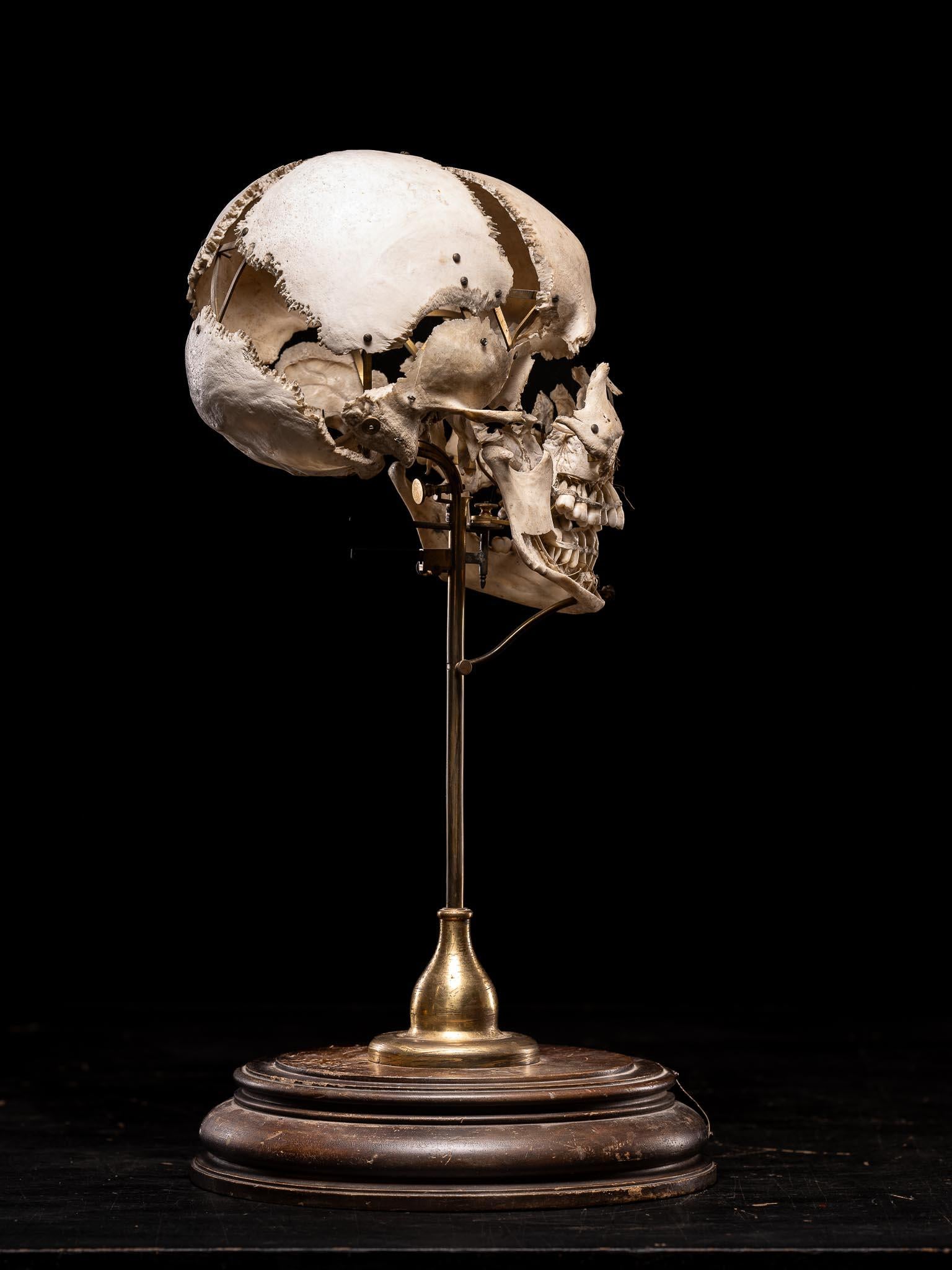 Hand-Crafted Edmé Beauchêne disarticulated human skull with museum provenance, France For Sale