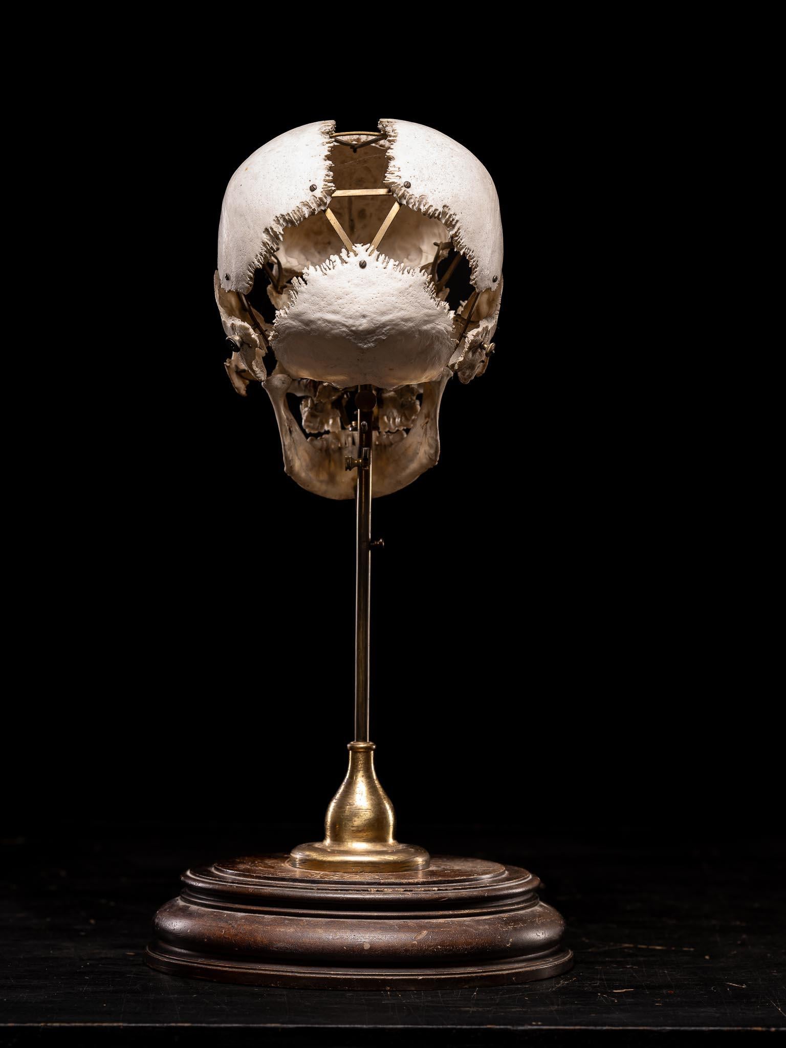 Crâne humain désarticulé d'Edmé Beauchêne avec provenance muséale, France Bon état - En vente à Leuven , BE