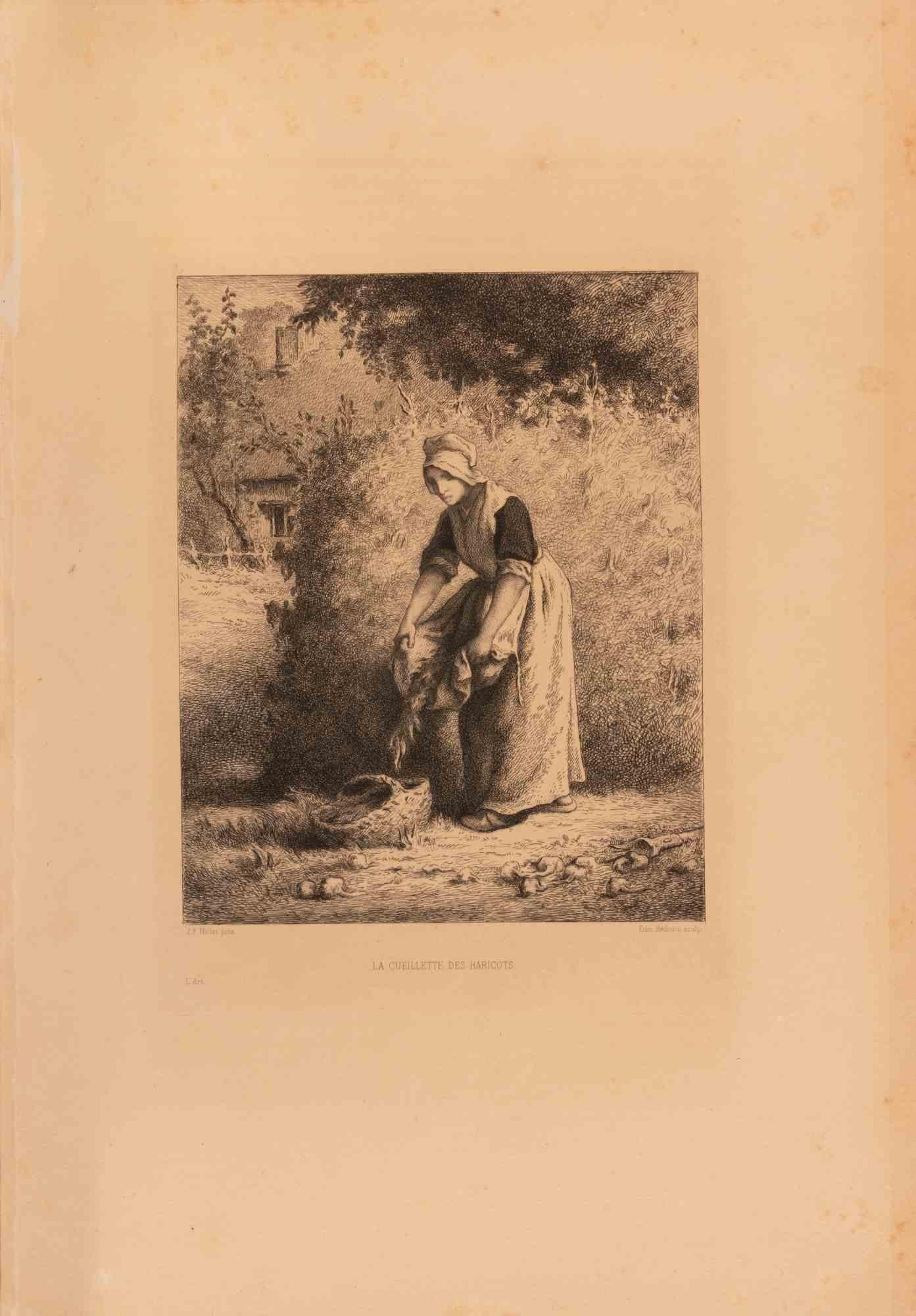 La Cueillette des Haricots - Etching by Edmon Hedouin - Mid 19th Century