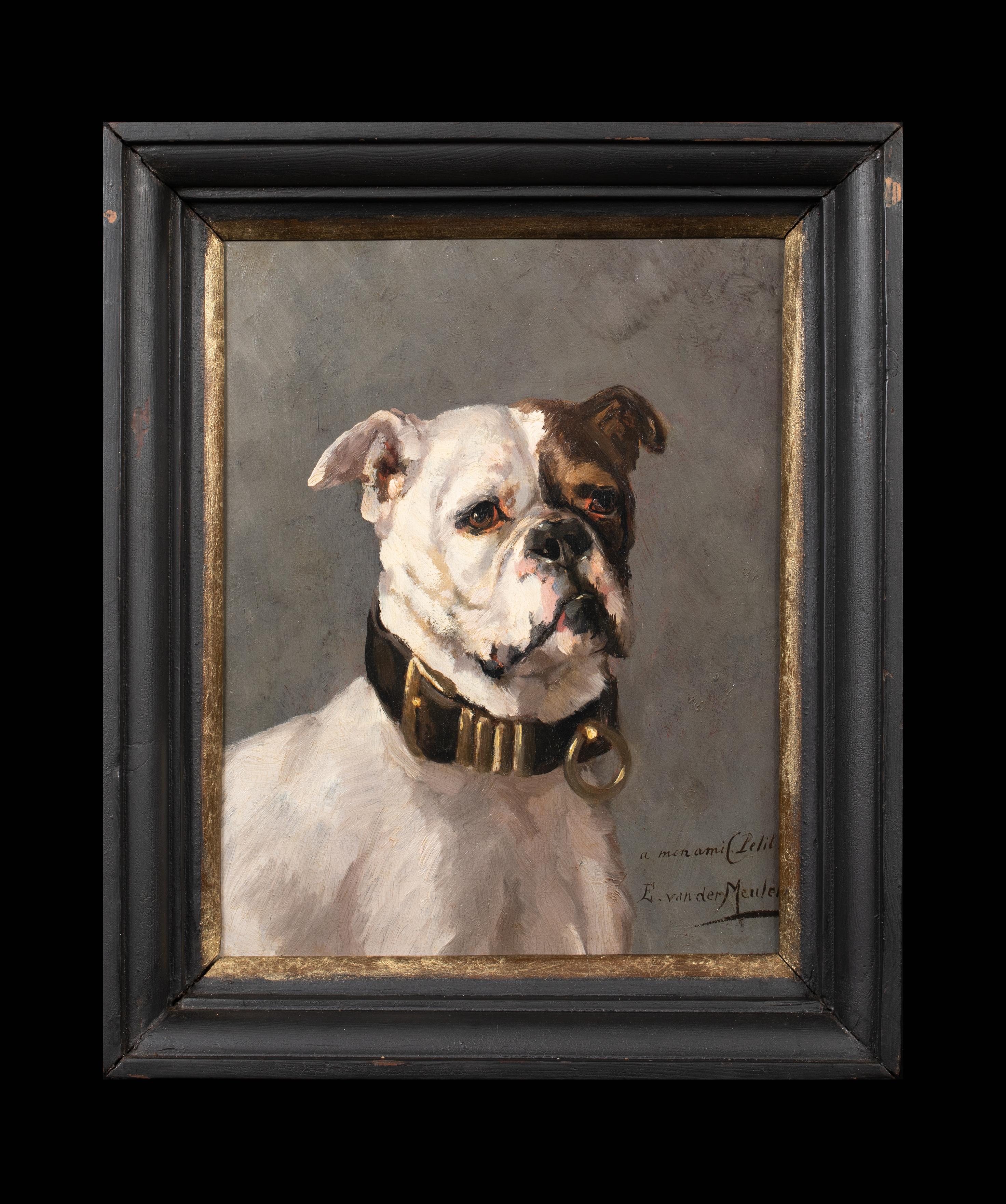 Portrait of An American Bulldog, 19th Century  by Edmond Van Der Meulen ( 1