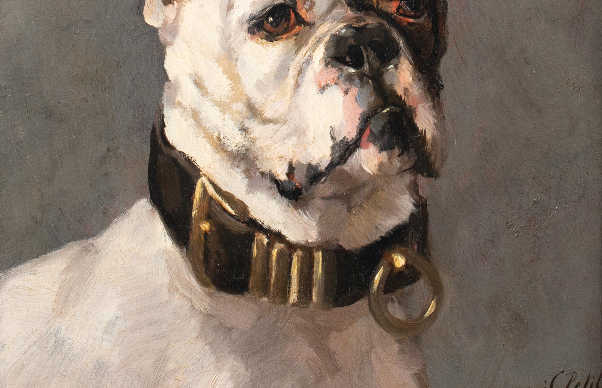 Portrait of An American Bulldog, 19th Century  by Edmond Van Der Meulen ( 4
