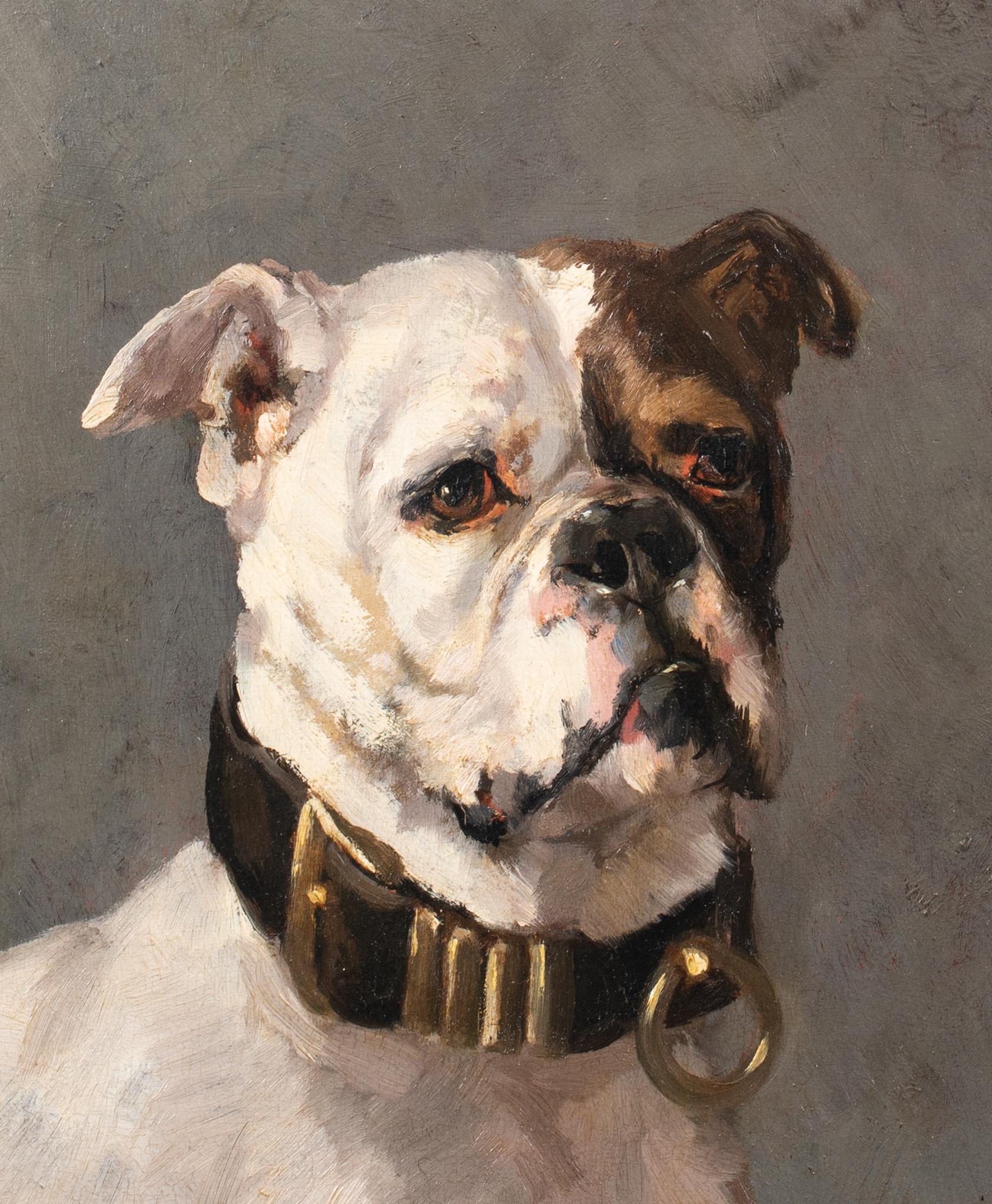 Portrait of An American Bulldog, 19th Century  by Edmond Van Der Meulen ( 5