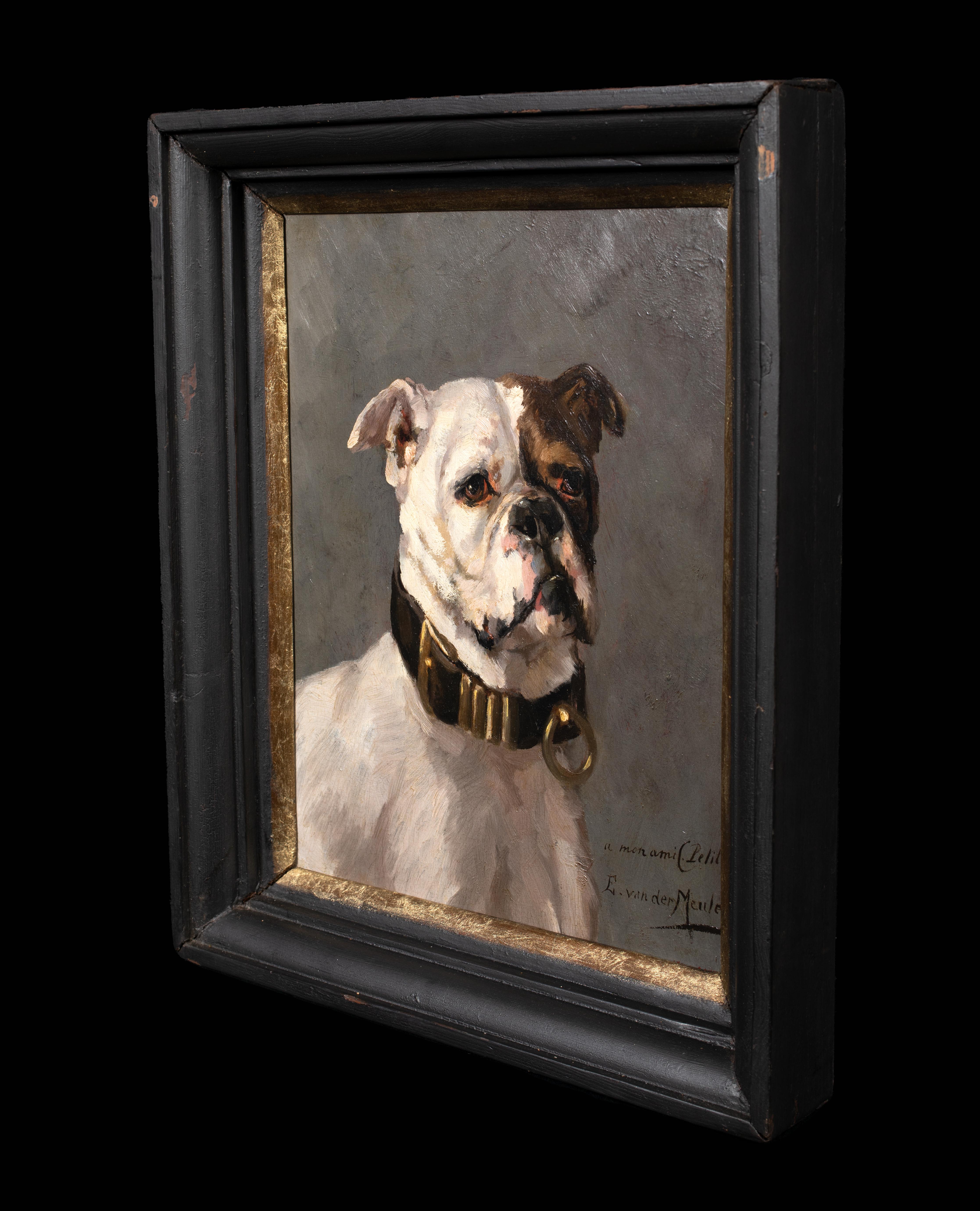 Portrait of An American Bulldog, 19th Century  by Edmond Van Der Meulen ( 7