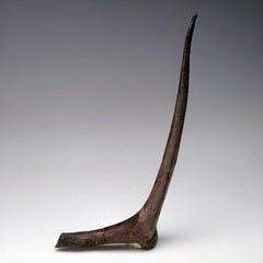 Edmontosaurus Cervical Rib Fossil from Late Cretaceous, USA