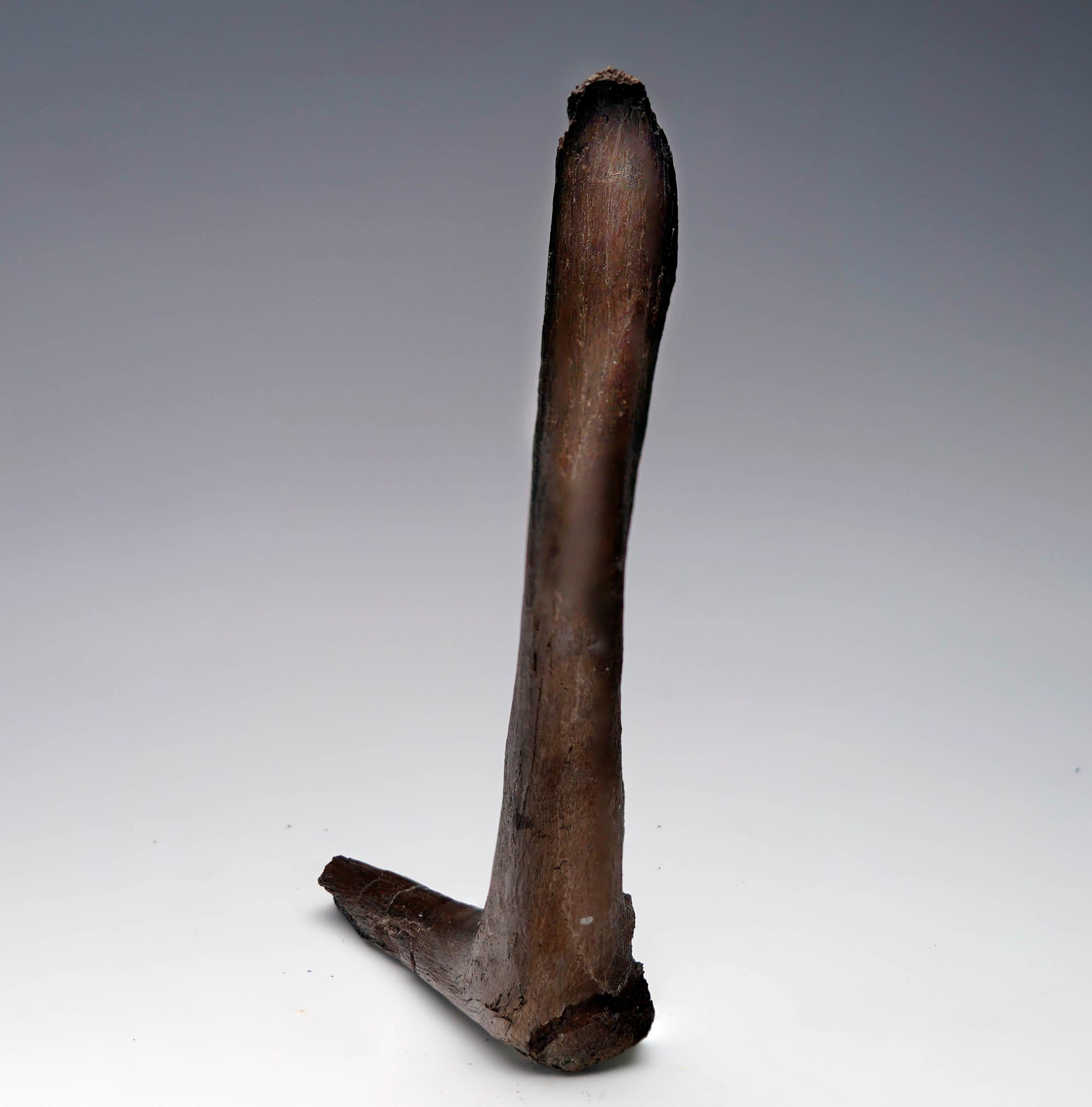 Costilla cervical del Edmontosaurio Estadounidense en venta