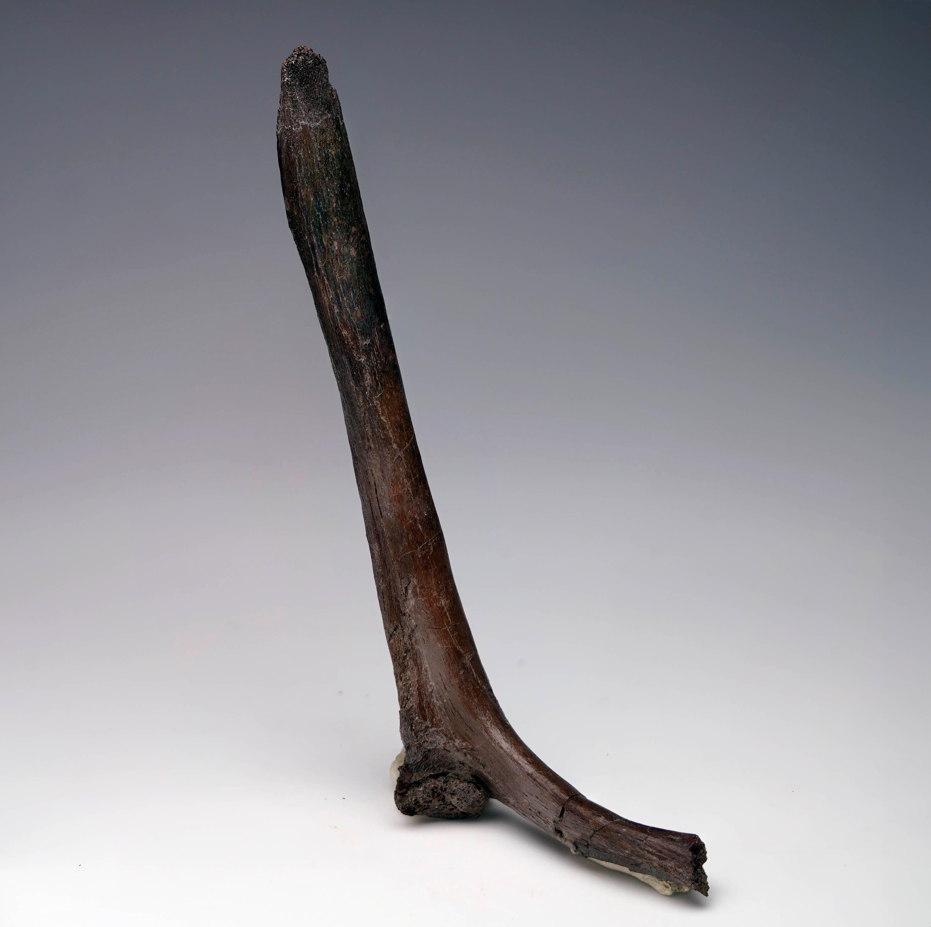 Costilla cervical del Edmontosaurio en Excelente estado para la venta en New York, NY