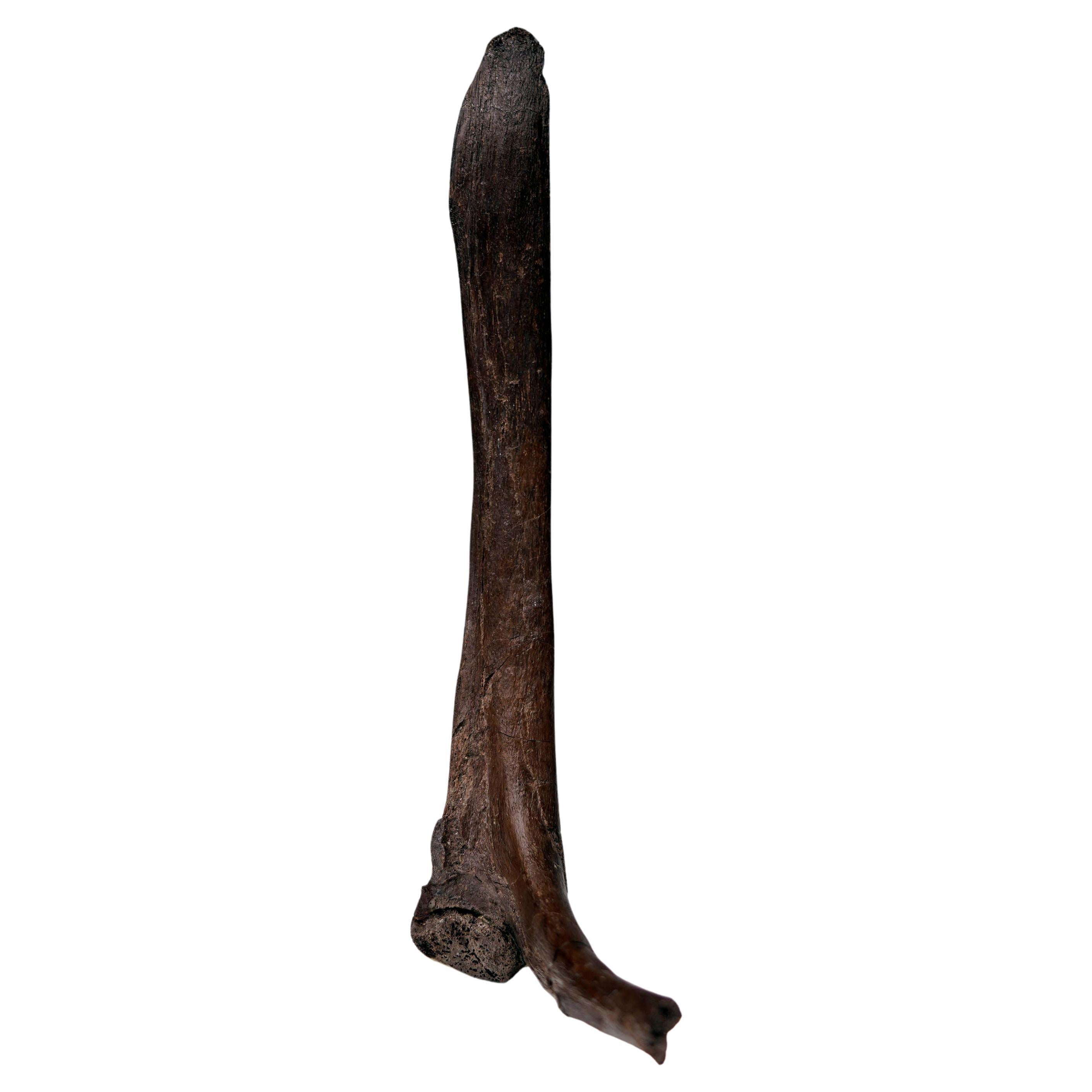 Costilla cervical del Edmontosaurio en venta