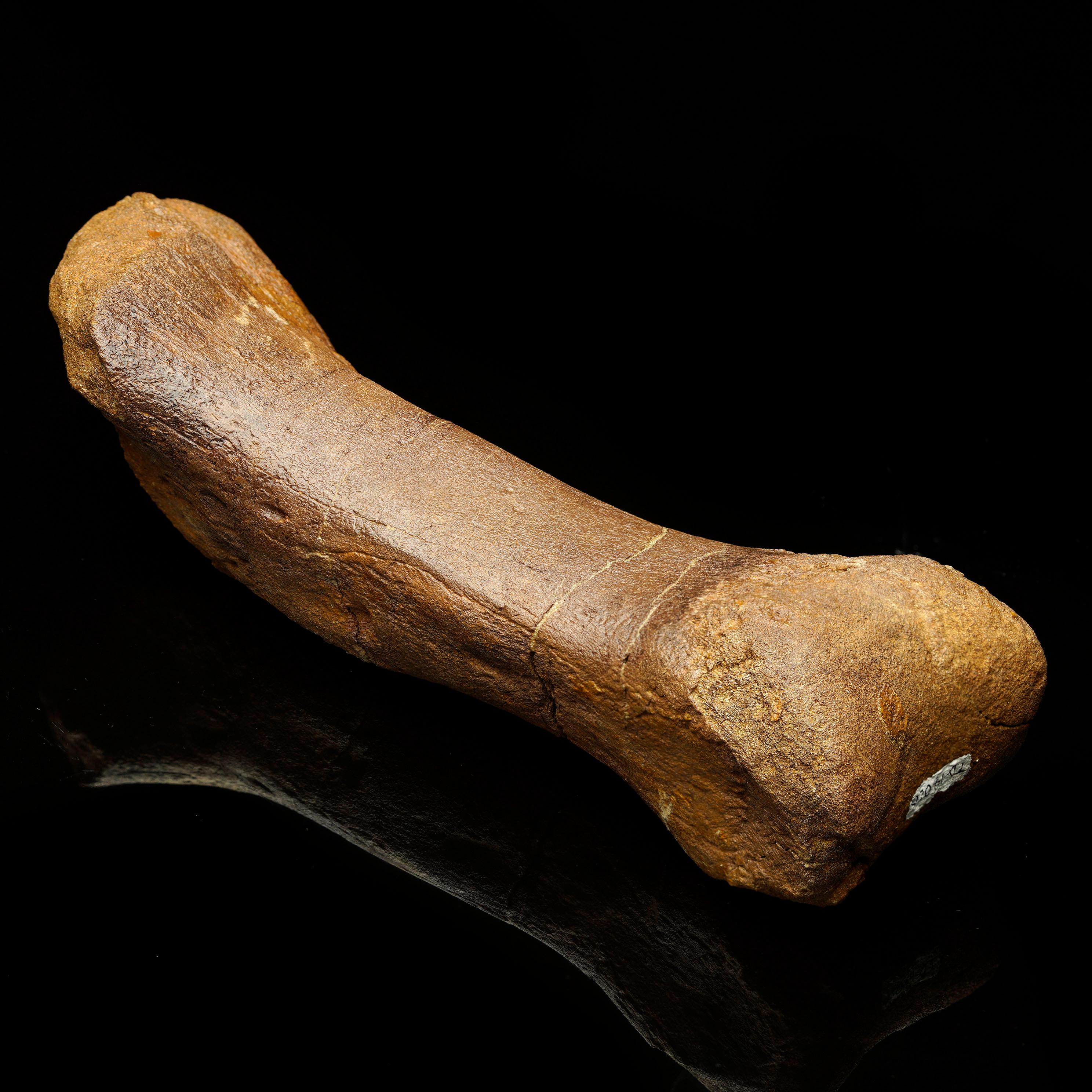 Este auténtico fósil metatarsiano de Edmontosaurus fue desenterrado en la mundialmente conocida Formación Hell Creek, en Dakota del Sur. Este yacimiento es famoso por albergar algunos de los restos más completos de dinosaurios del Cretácico