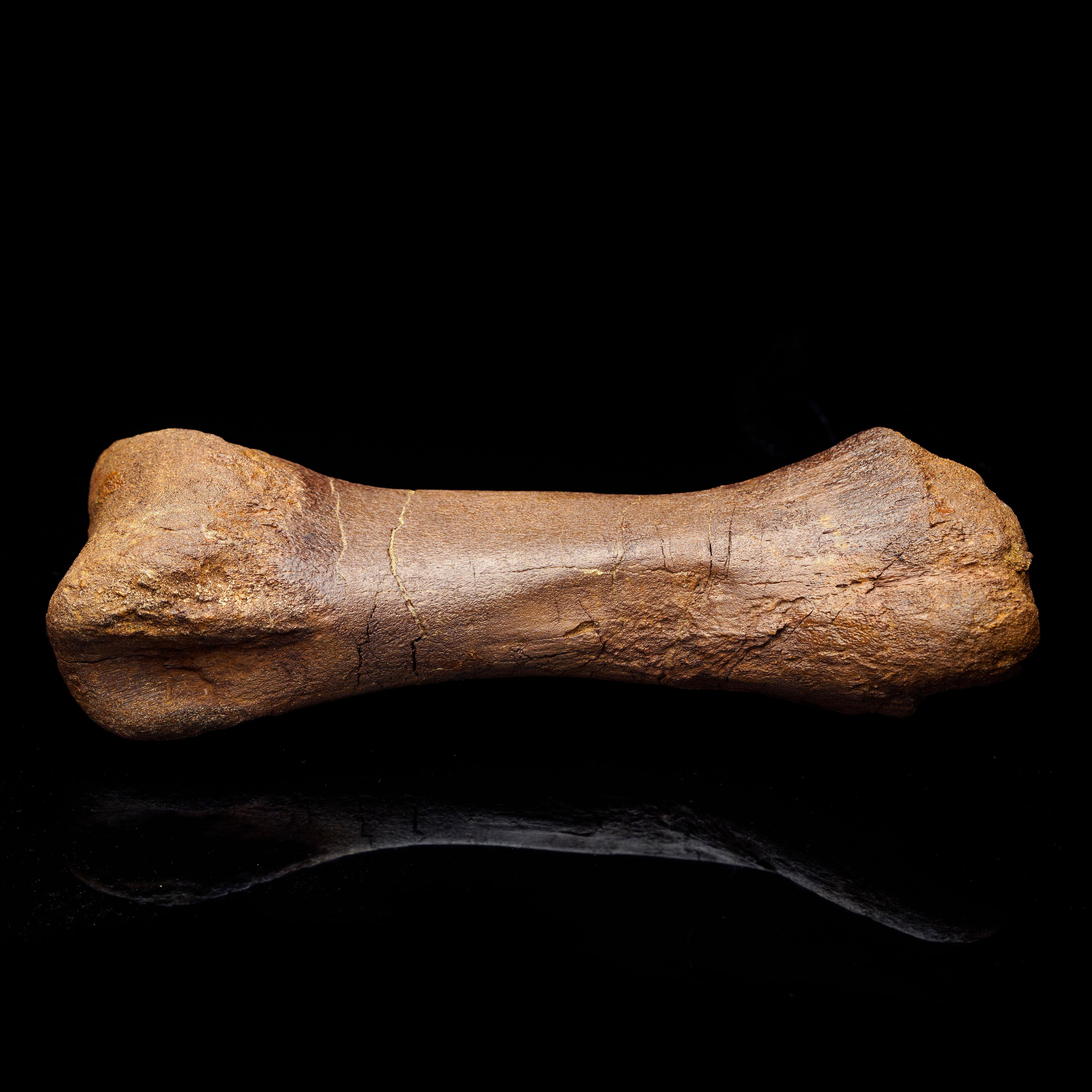 Metatarso de Edmontosaurio // 1,75 Lb. // Cretácico Superior Estadounidense en venta