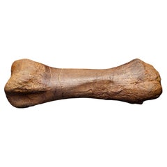 Auténtico fósil metatarsiano de Edmontosaurus procedente de Hell Creek, EE.UU.