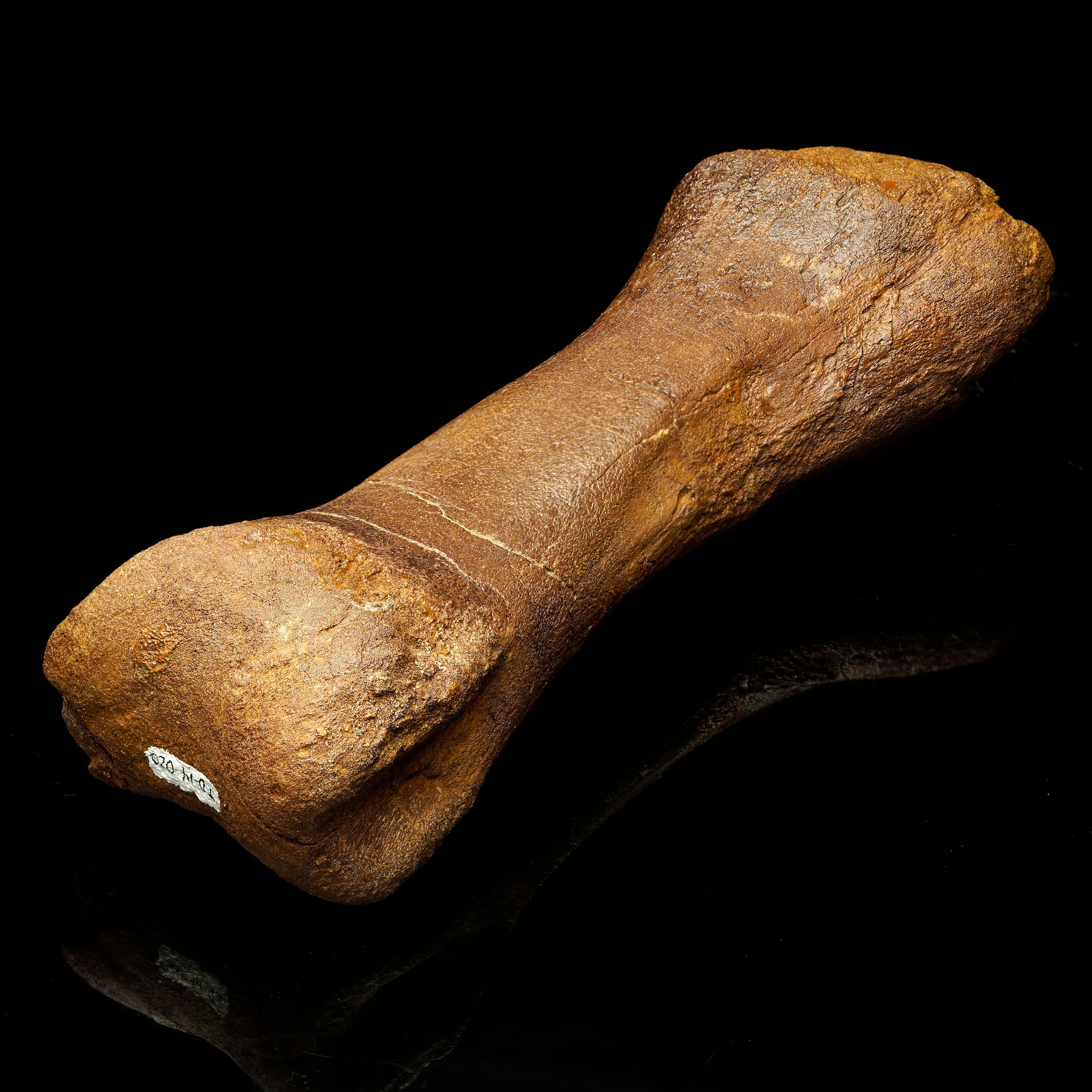Metatarso de Edmontosaurio // 1,75 Lb. // Cretácico Superior en Excelente estado para la venta en New York, NY