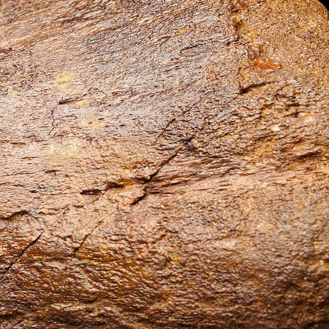 18th Century and Earlier Edmontosaurus Metatarsal For Sale